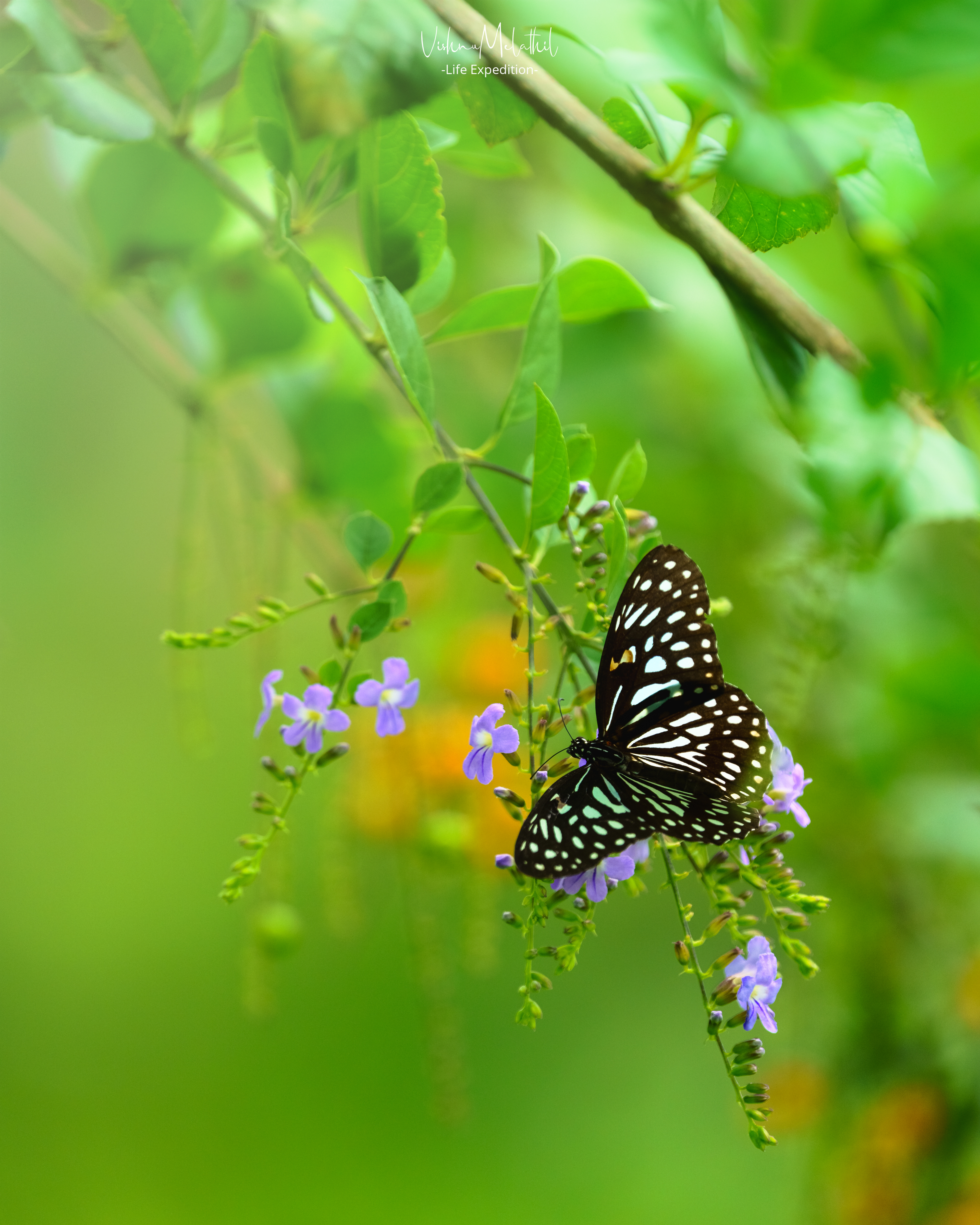 Dark Blue Tiger Butterfly