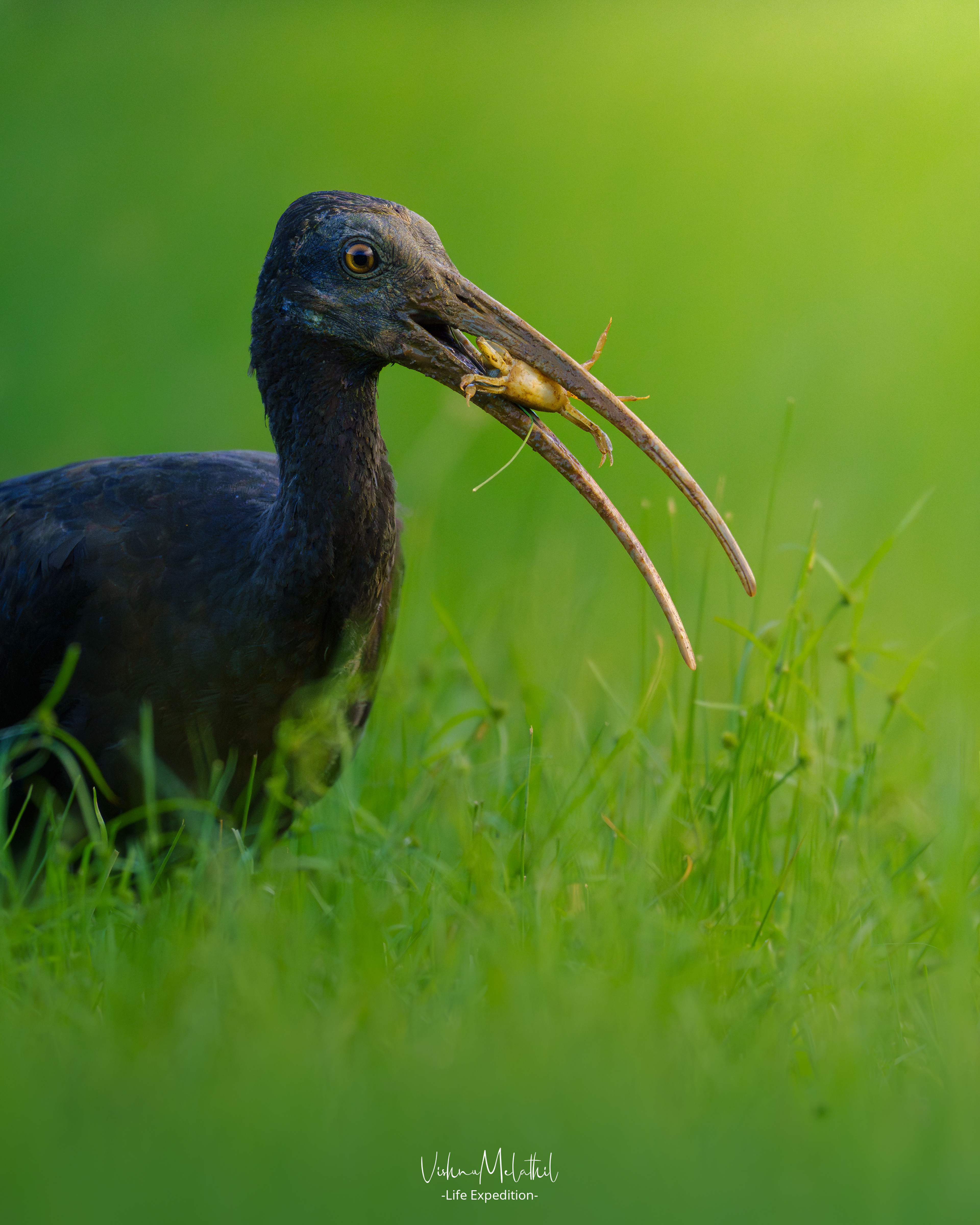 Red-naped Ibis from Tamil Nadu