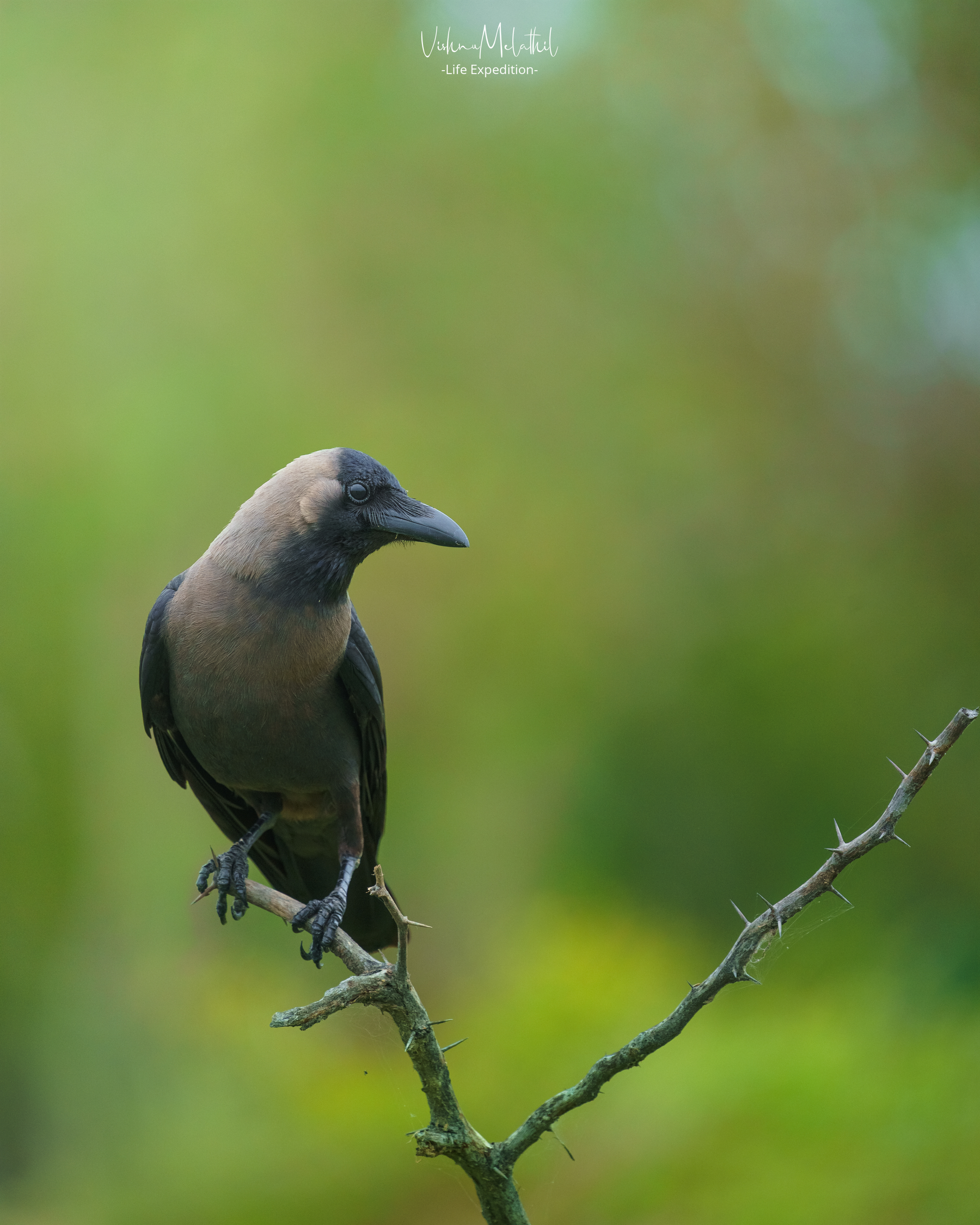 House Crow from Tamil Nadu