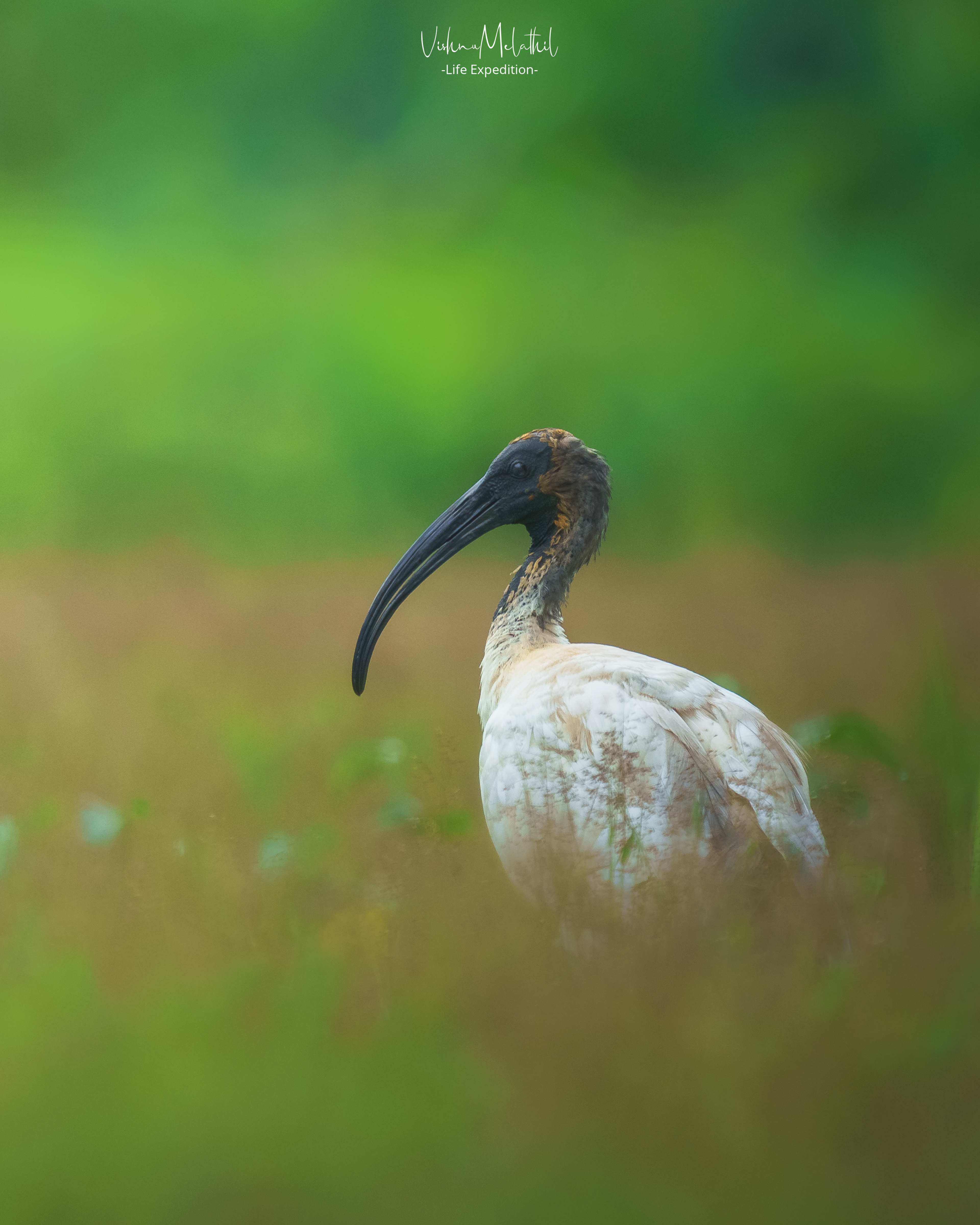 Black-headed Ibis from Kerala