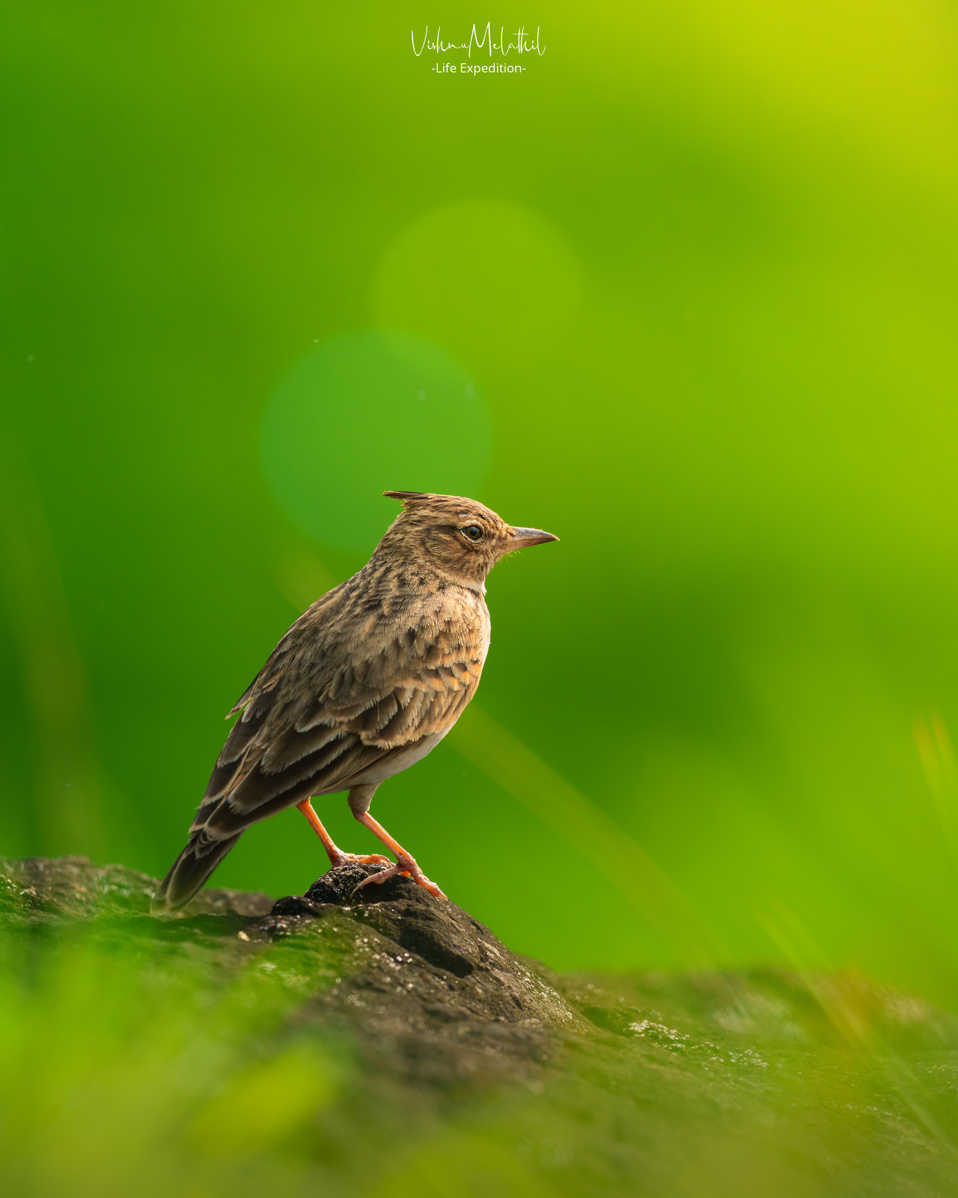 Malabar Lark from Maharashtra