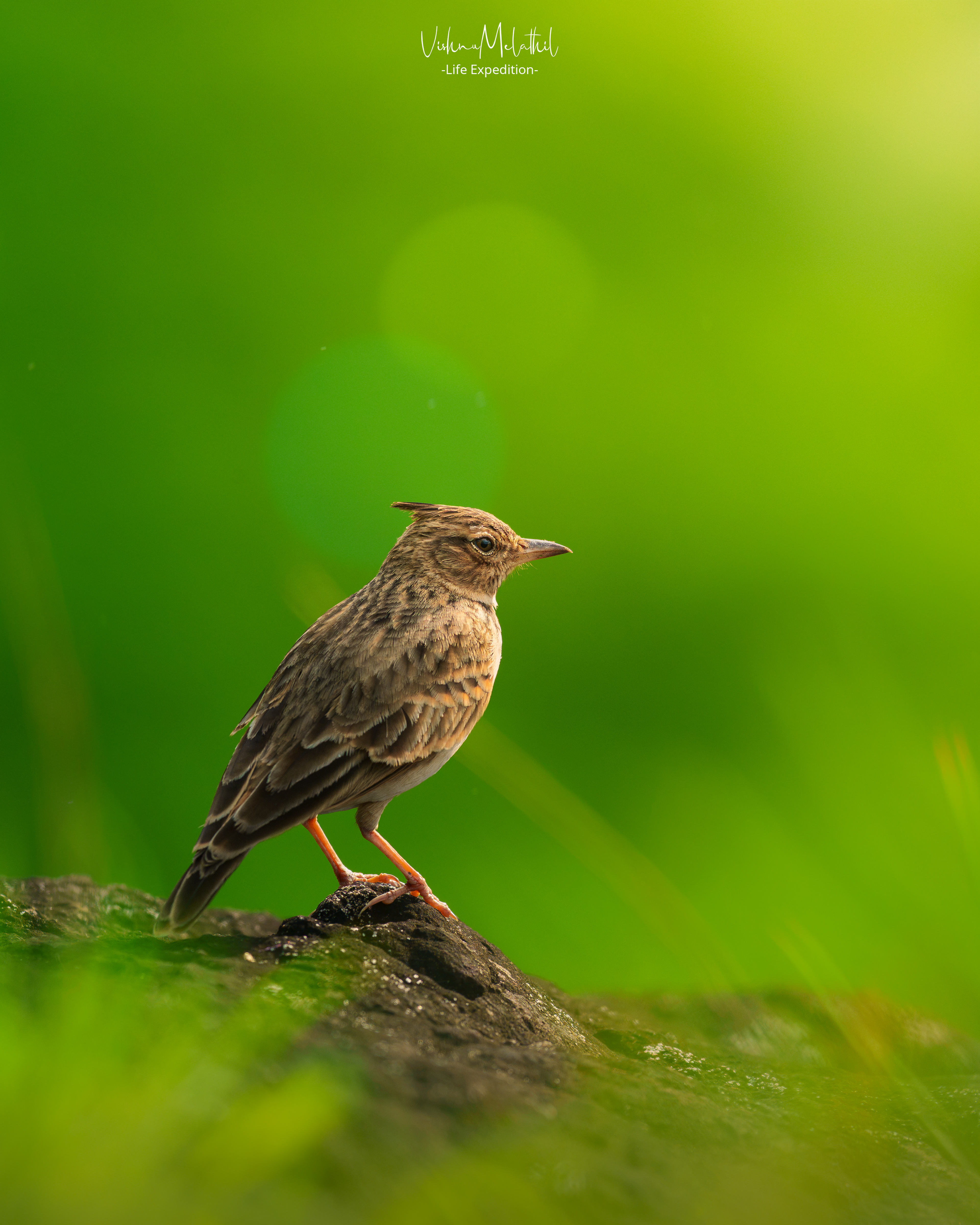 Malabar Lark from Maharashtra