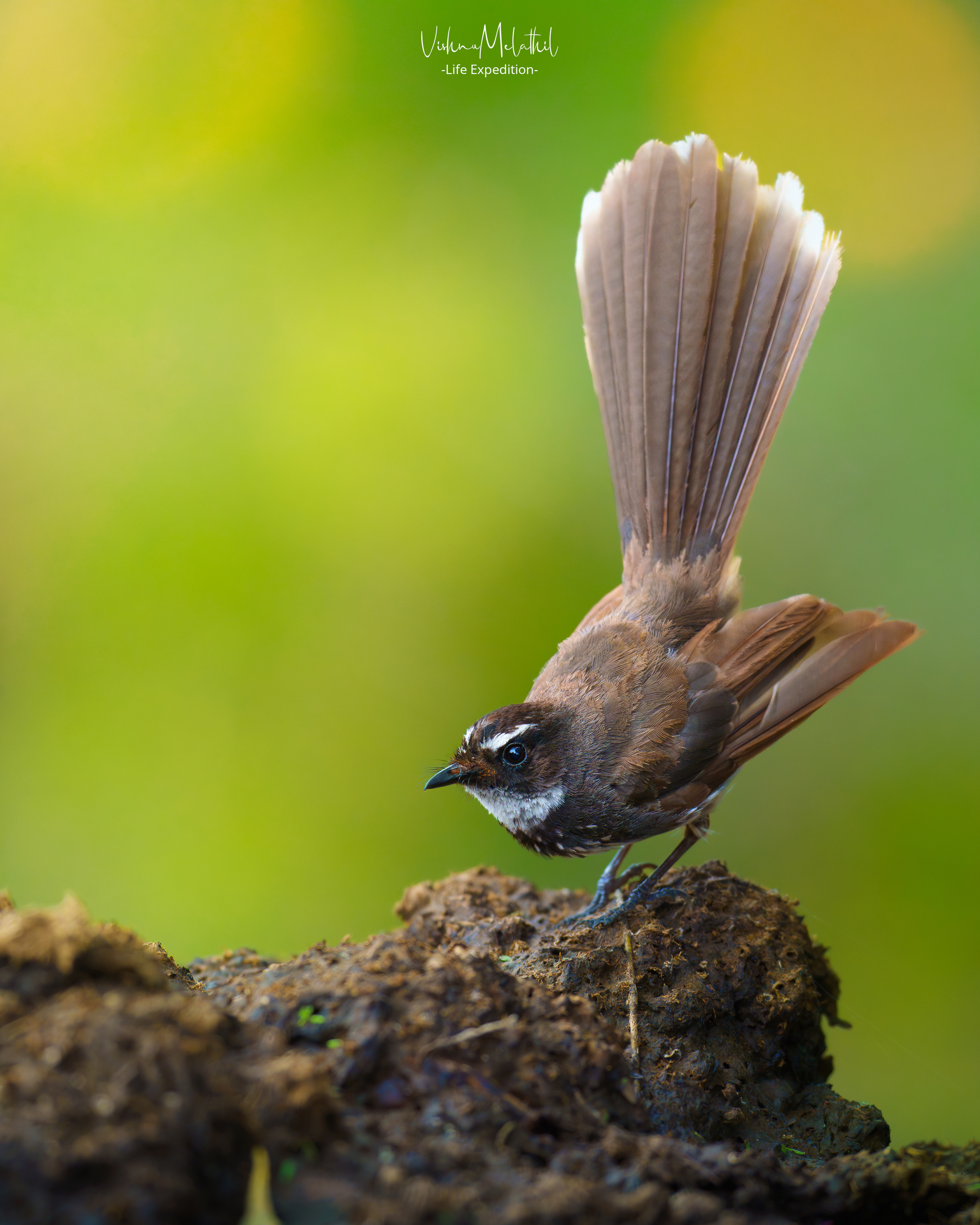 Spot-breasted Fantail from Maharashtra