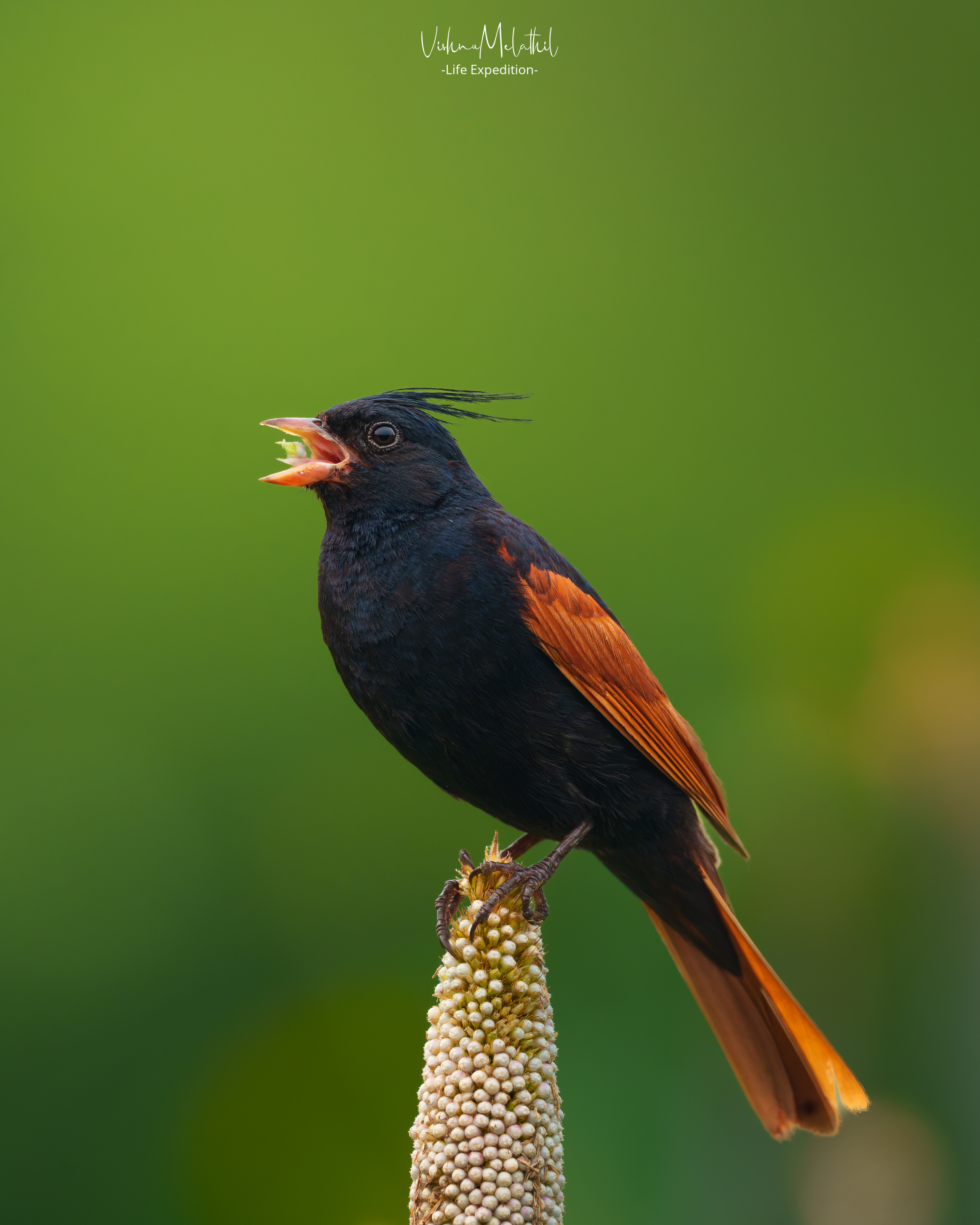Crested Bunting from Maharashtra