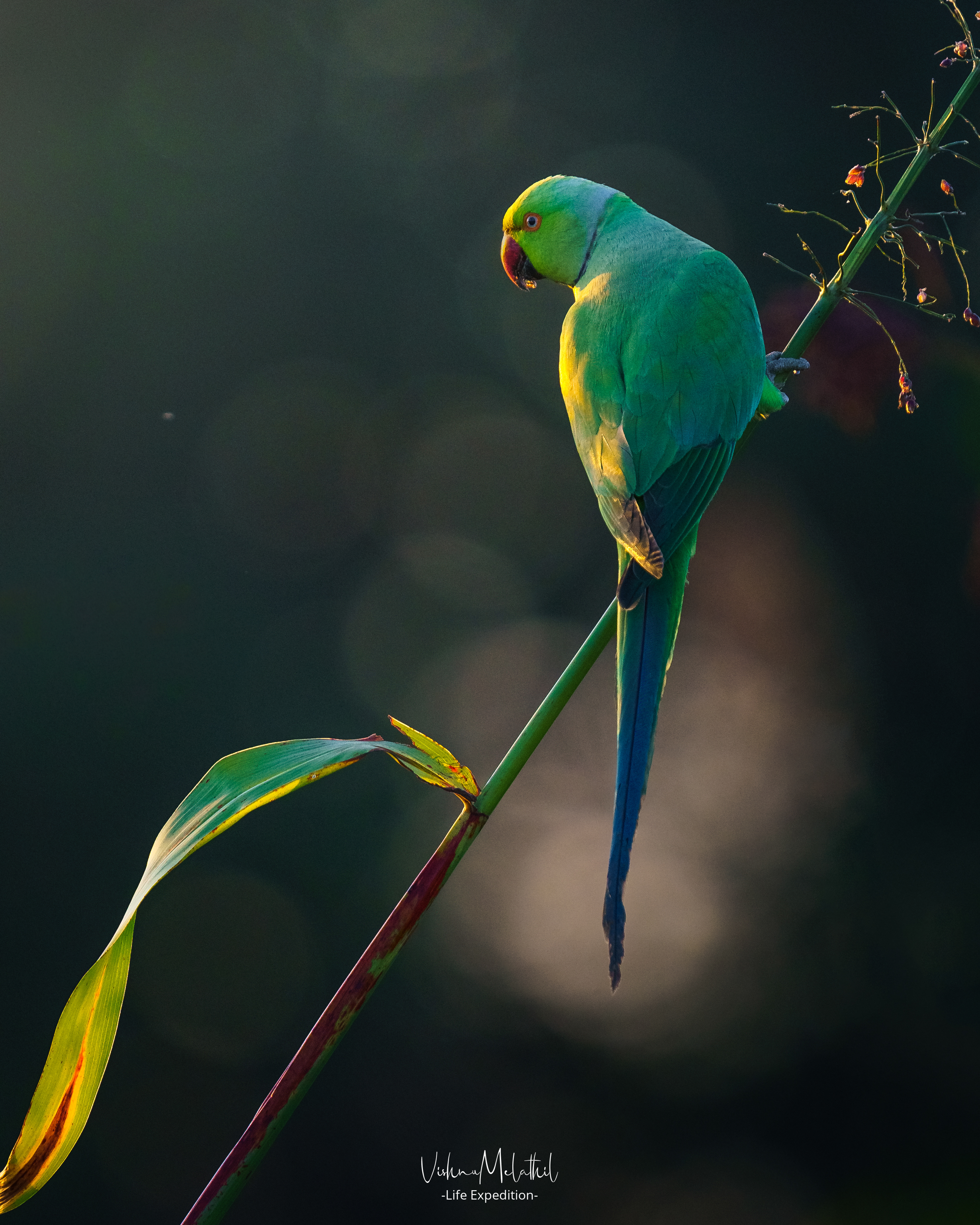 Rose-ringed Parakeet from Karnataka