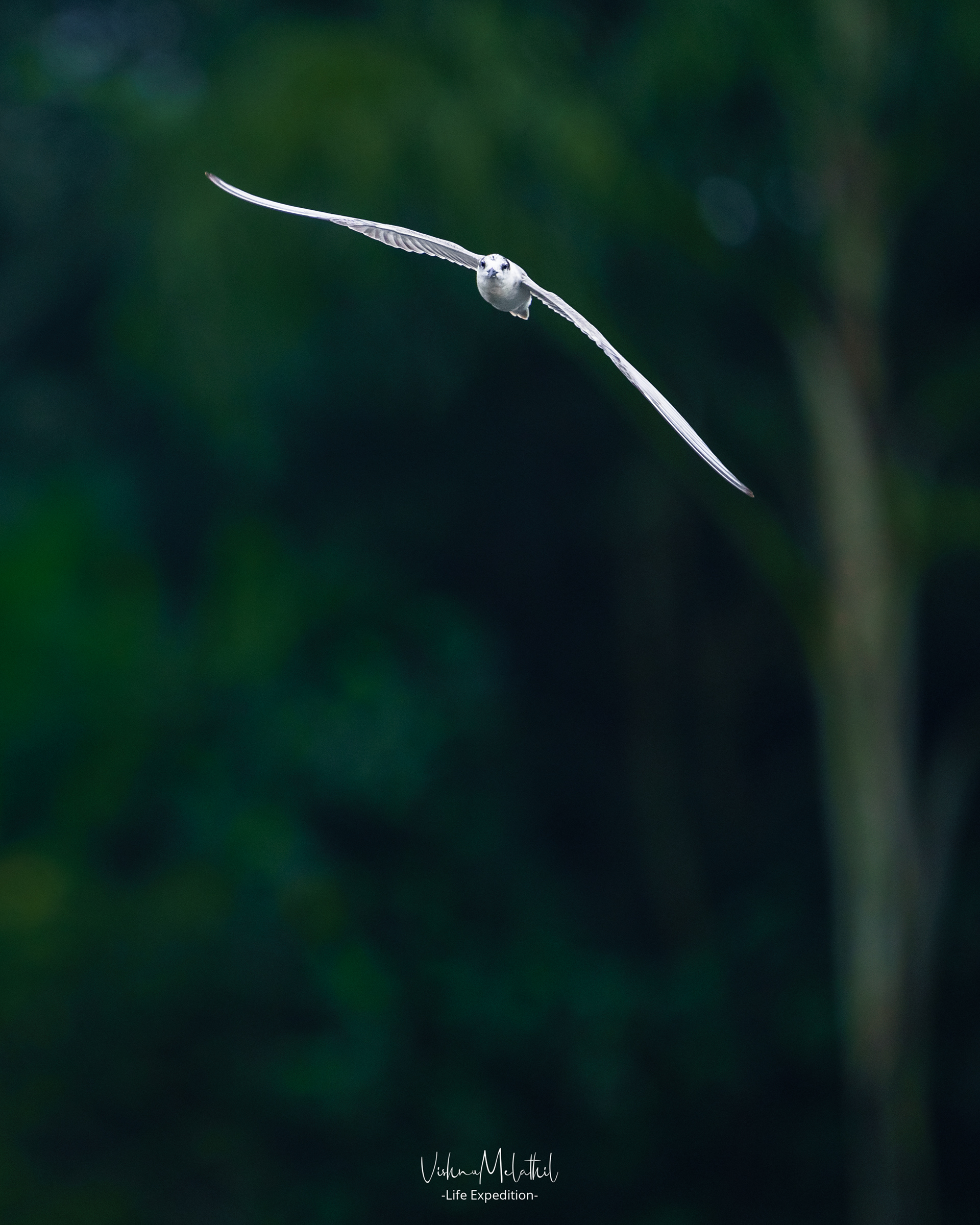 Whiskered Tern from Kerala