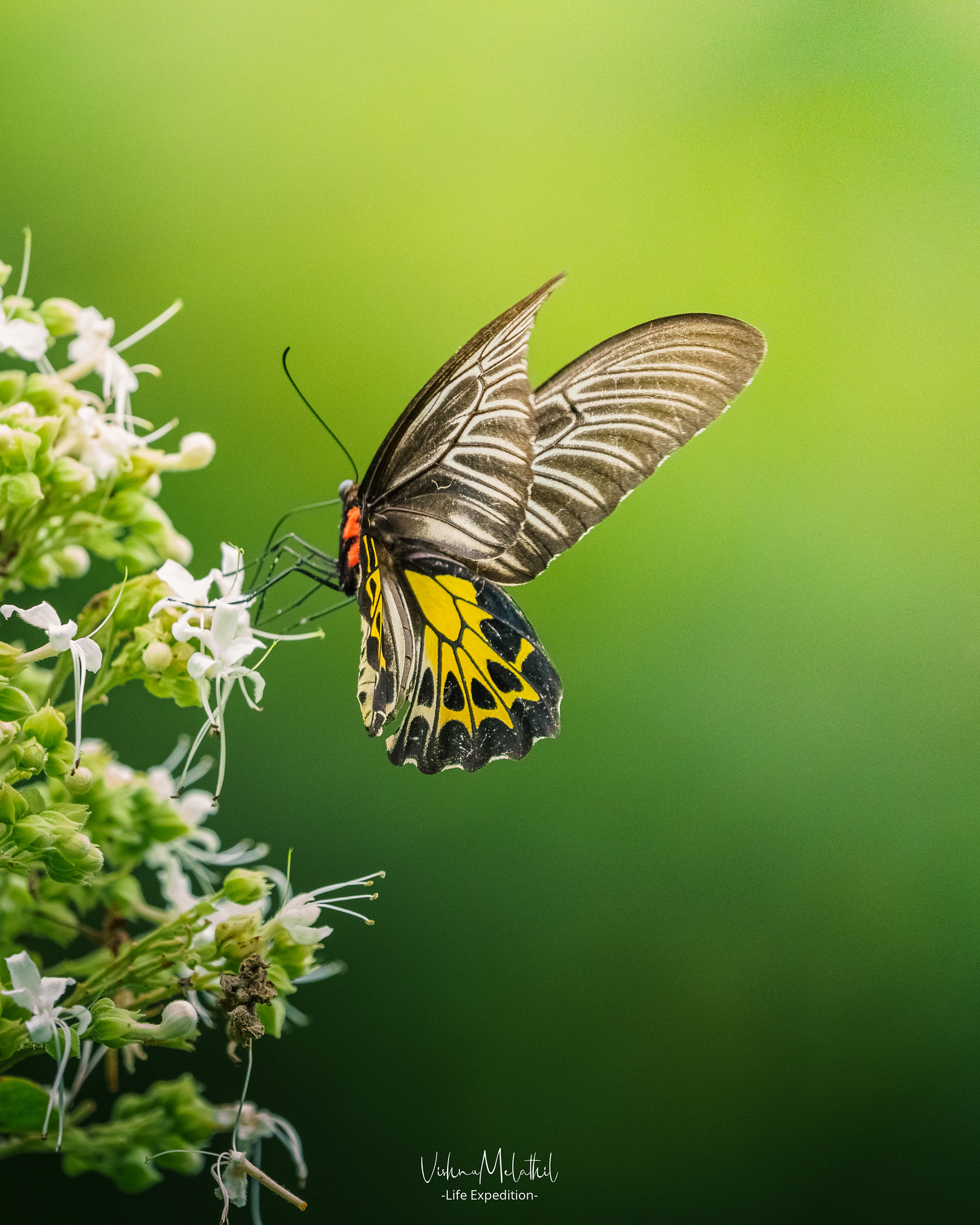 Southern Birdwing from Kerala