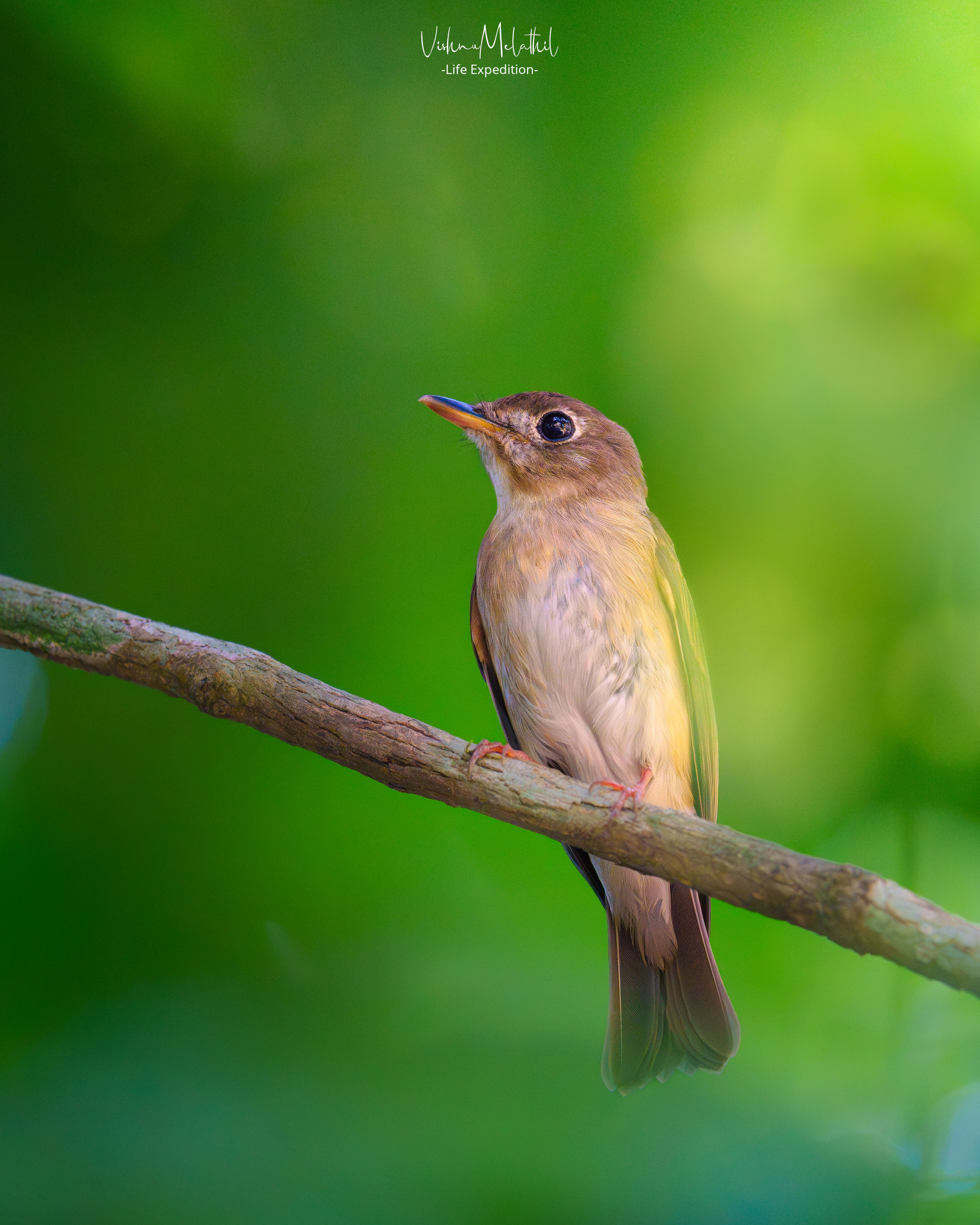 Brown-breasted Flycatcher from Kerala
