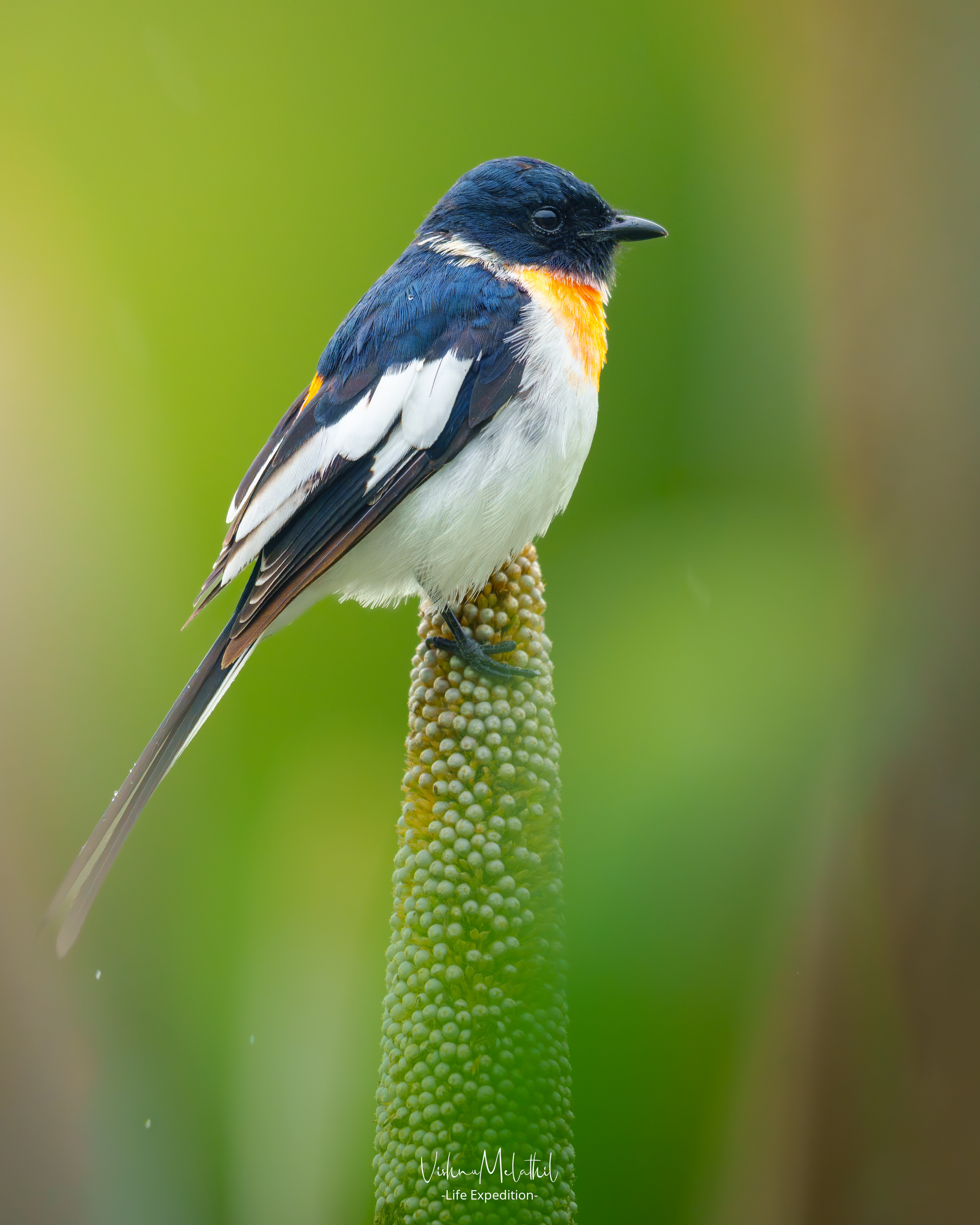 White-bellied Minivet from Maharashtra