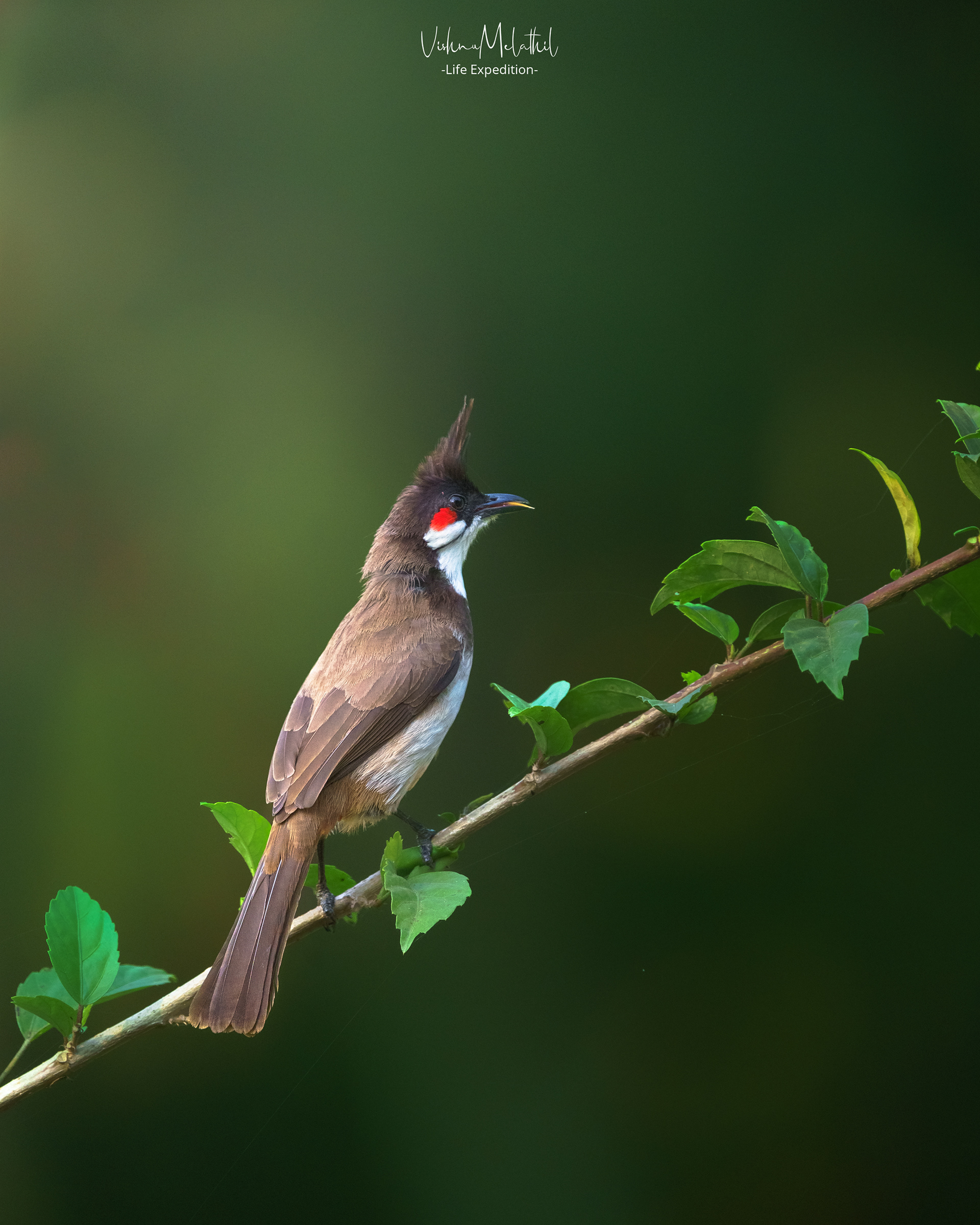 Red-whiskered Bulbul from Kerala