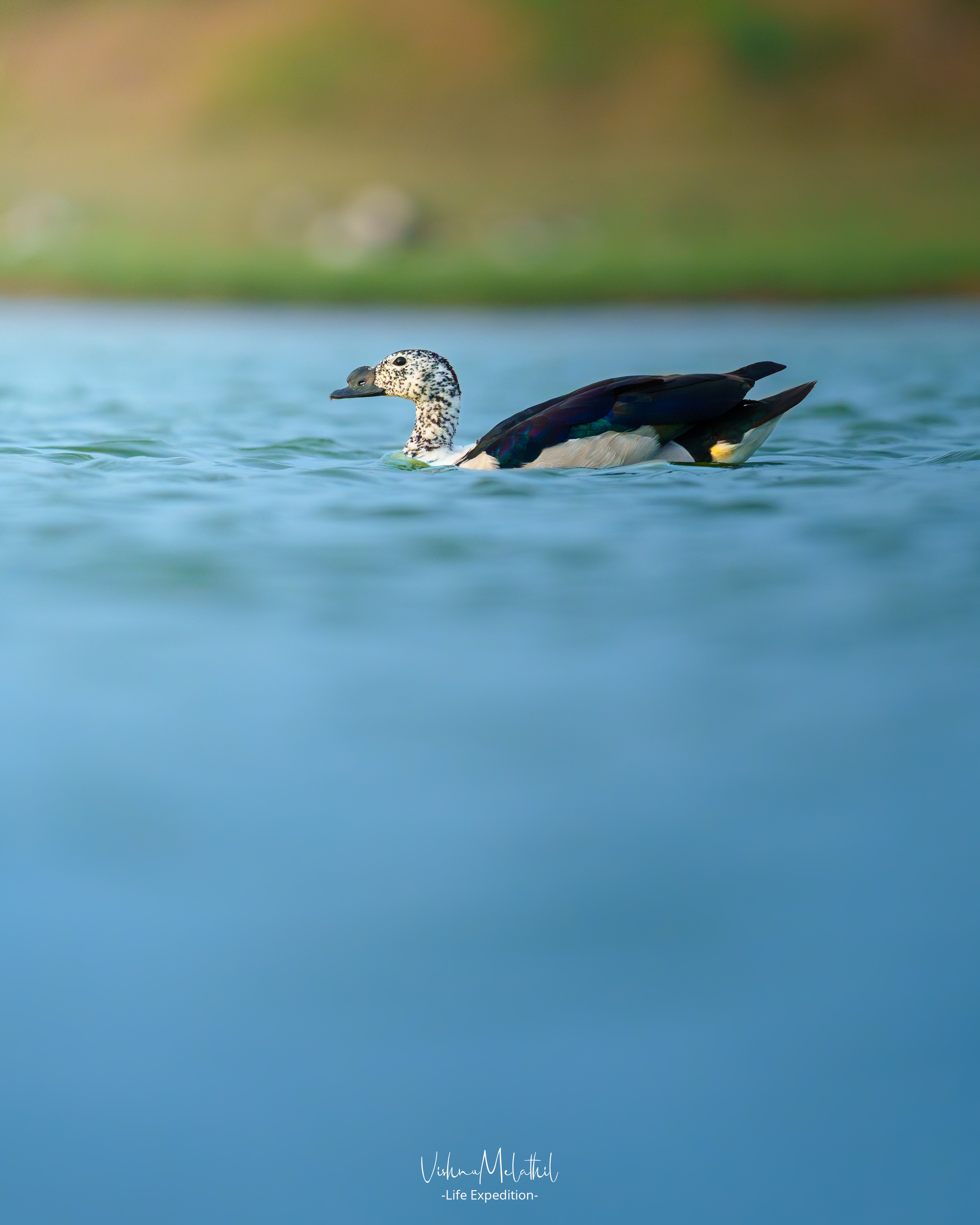 Knob-billed Duck from Tamil Nadu