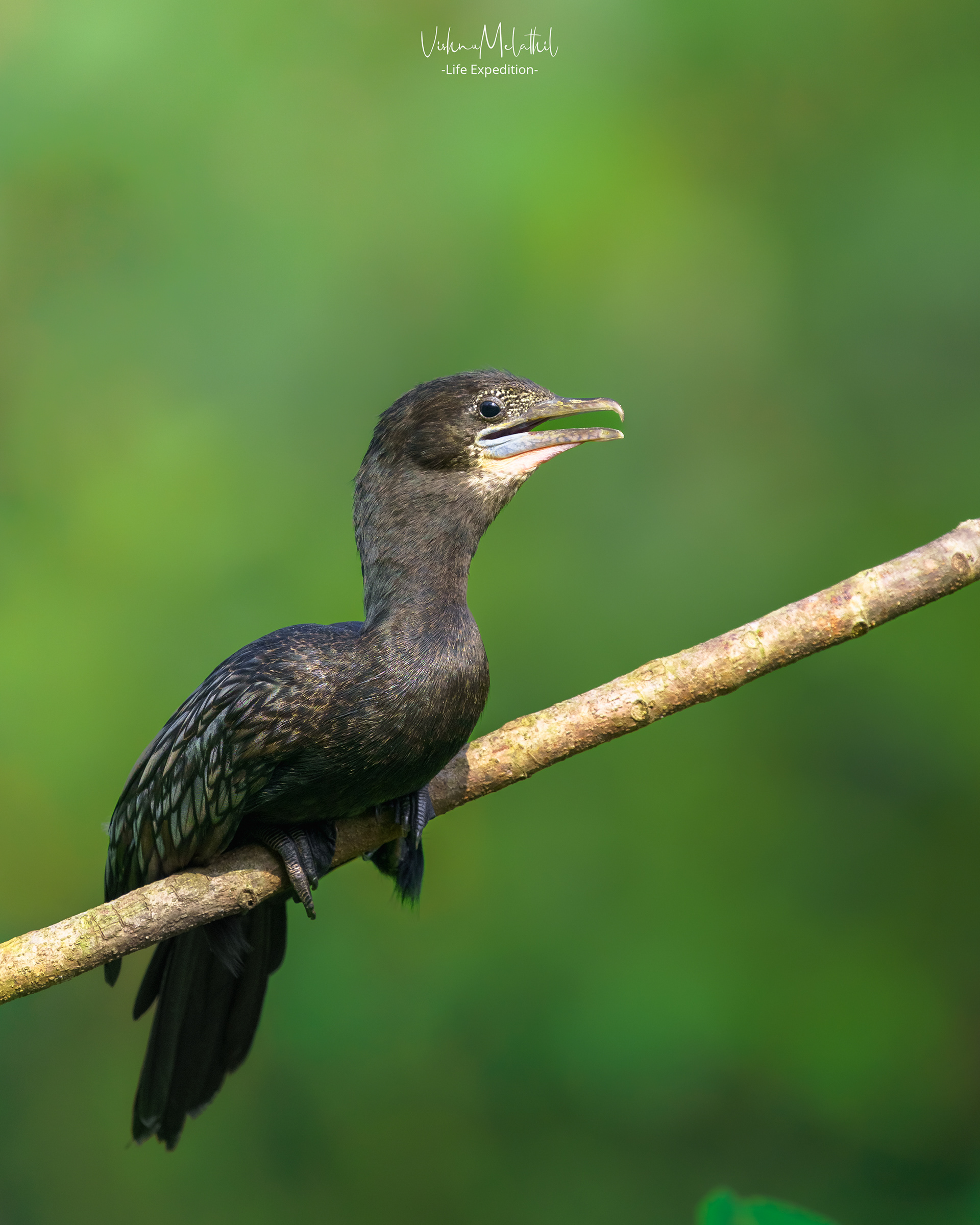Little Cormorant from Kerala
