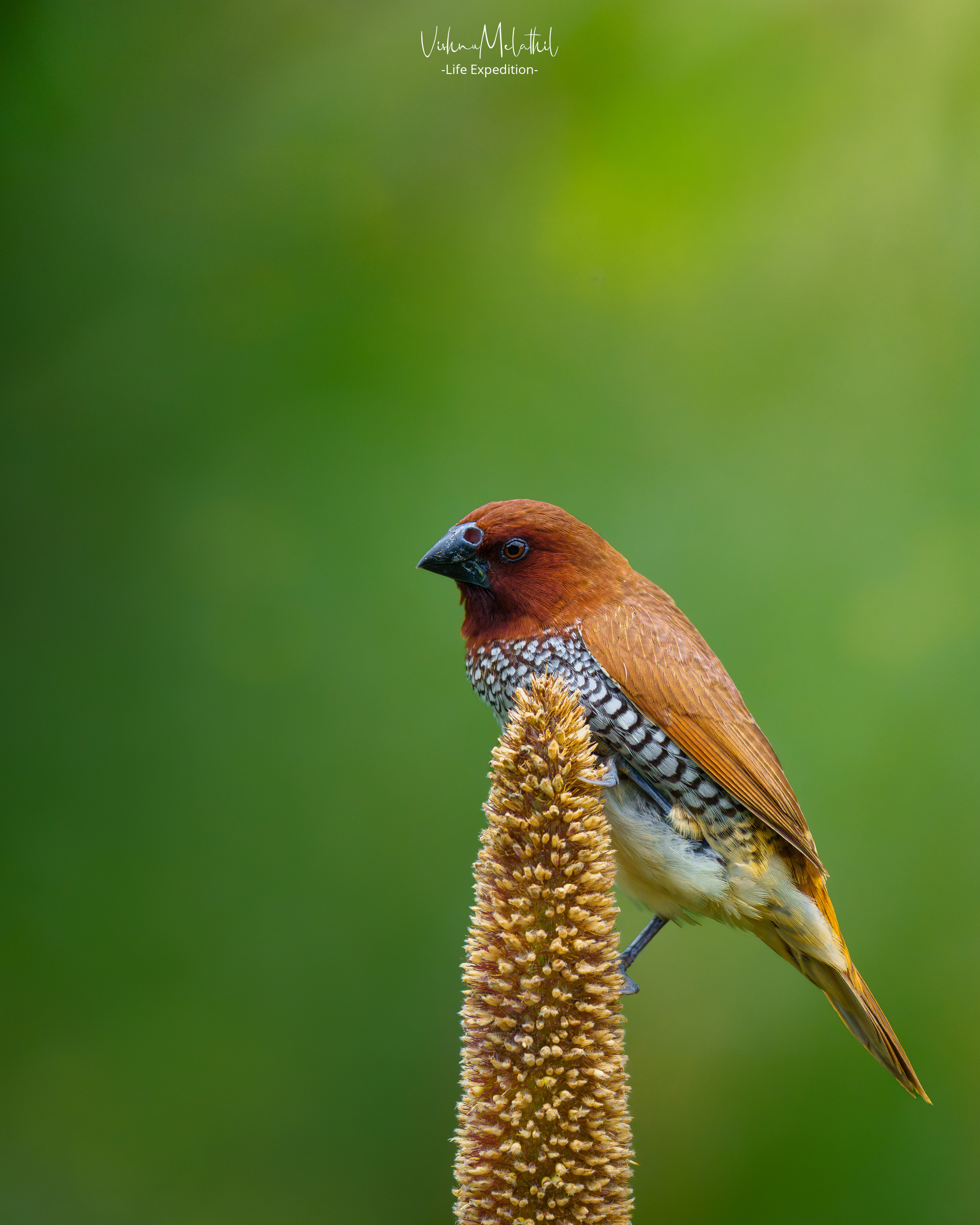 Scaly-breasted Munia from Maharashtra