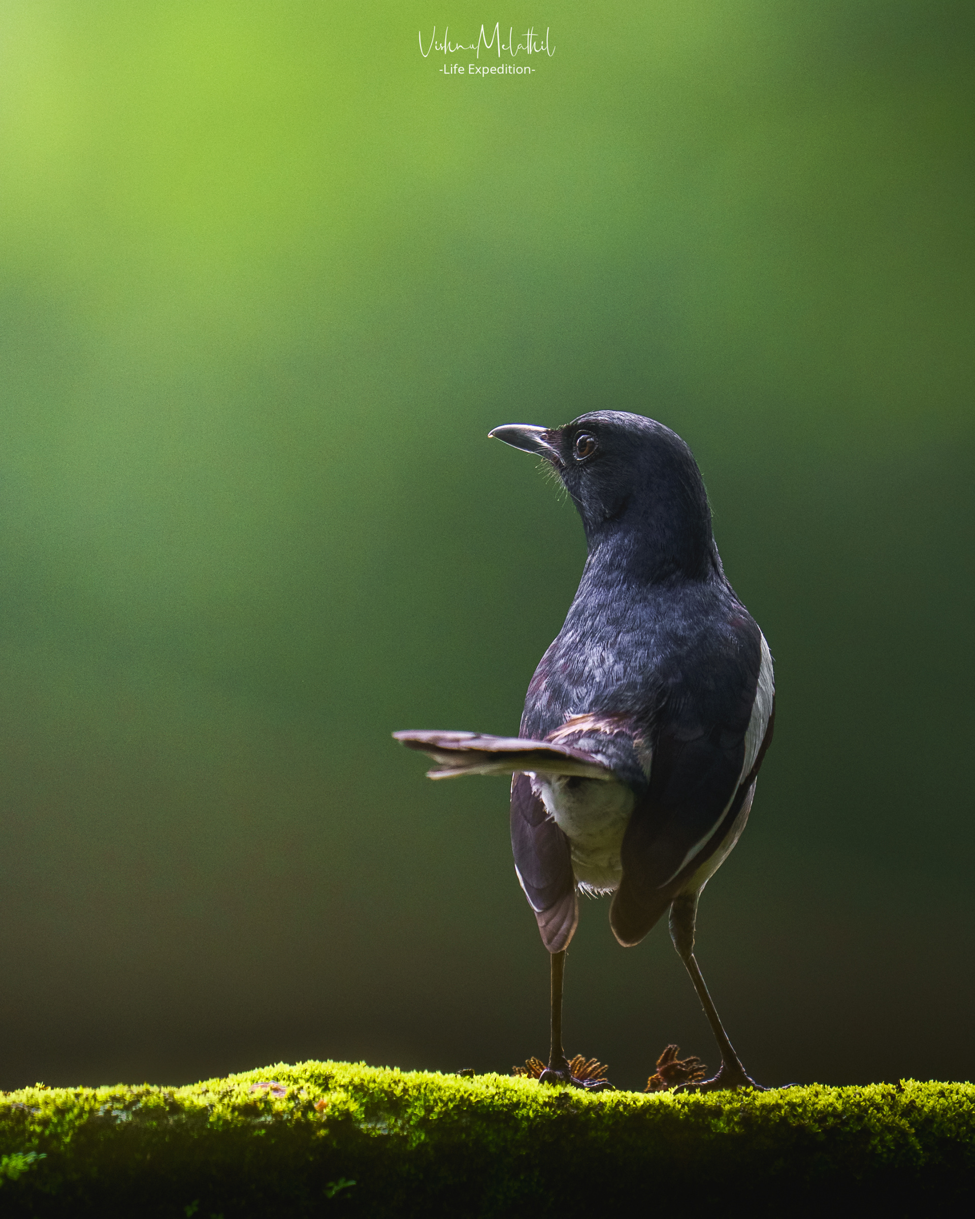 Magpie Robin from Kerala