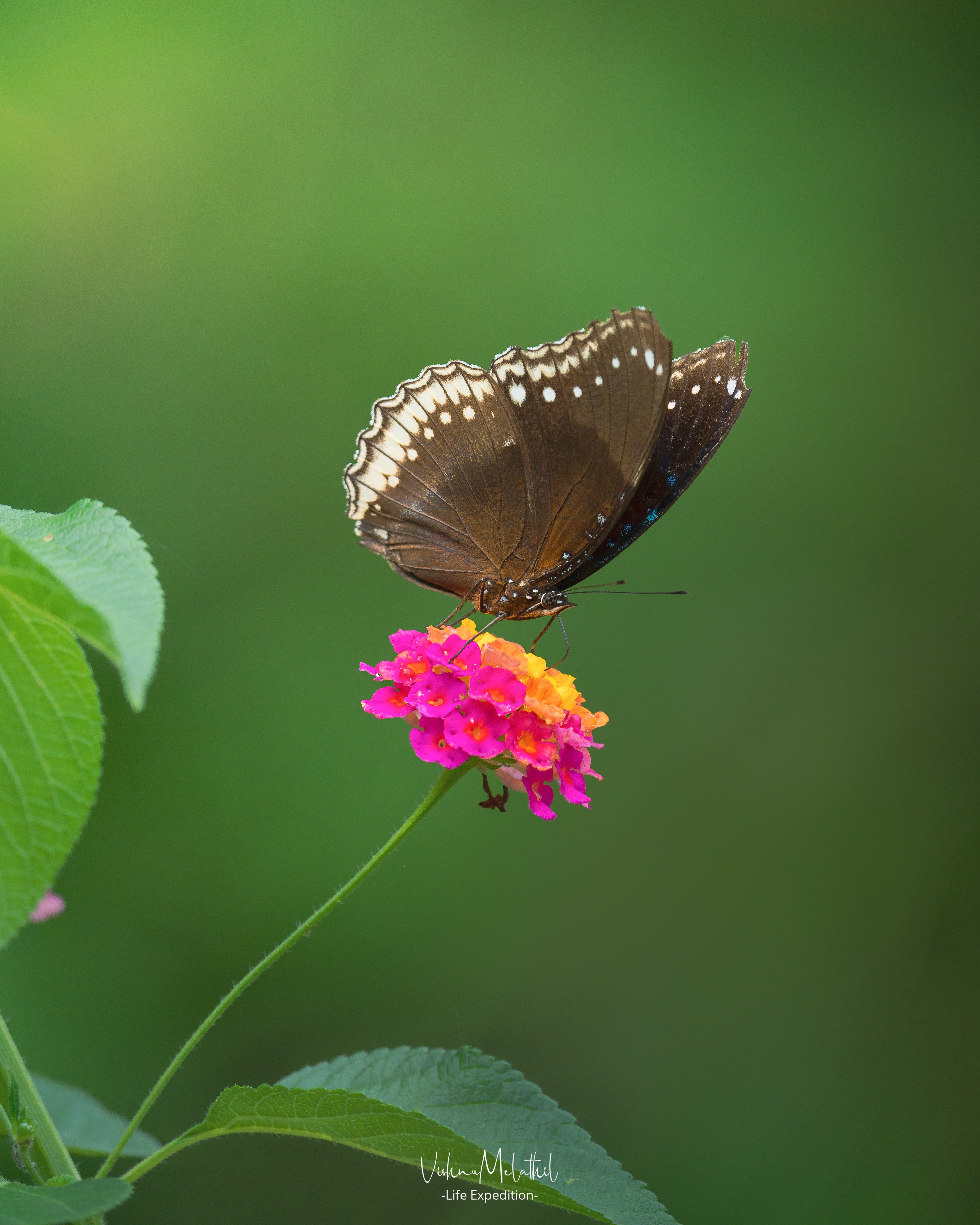 Great Eggfly Butterfly from Kerala