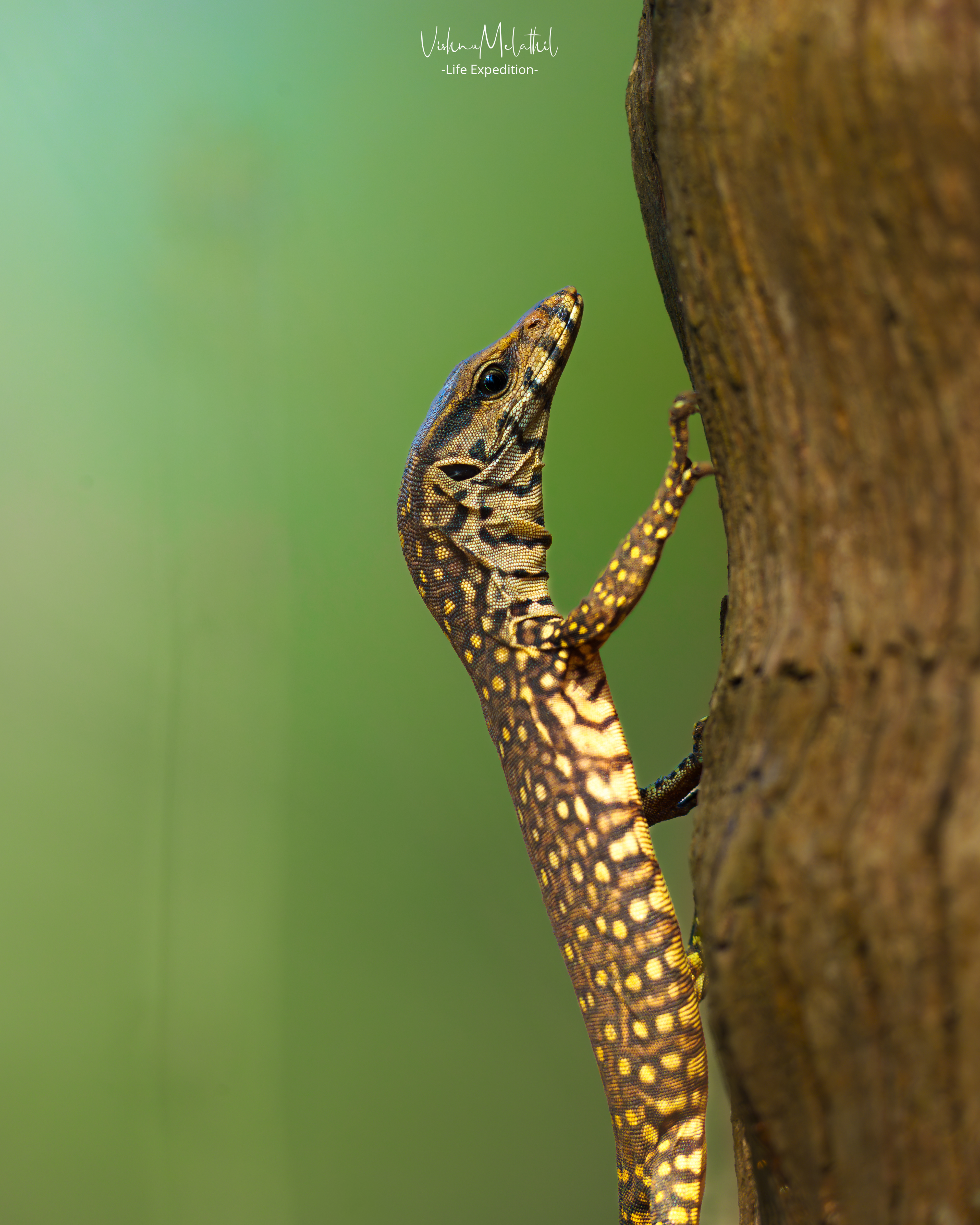 Monitor Lizard from Kerala