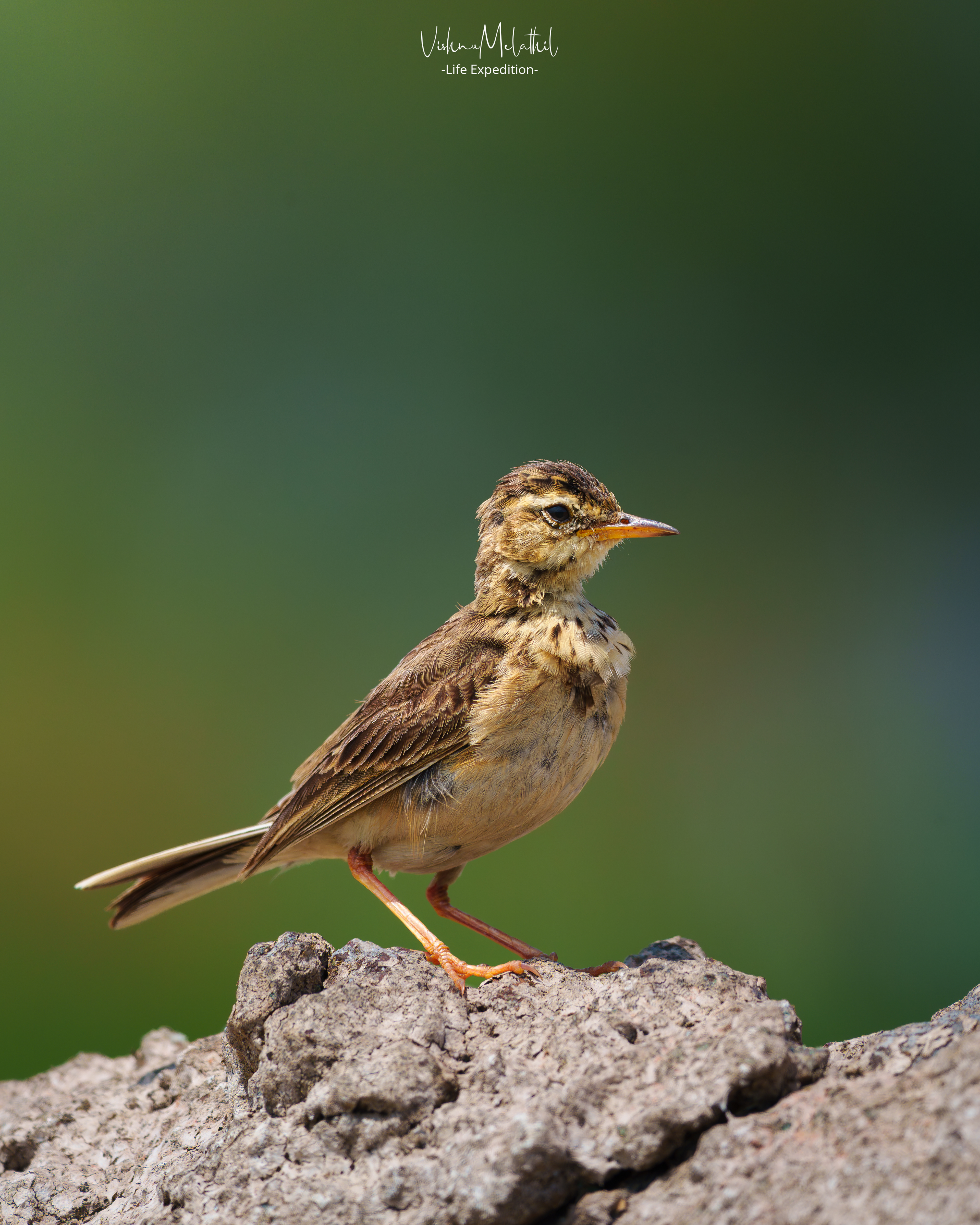 Paddyfield Pipit from Maharashtra