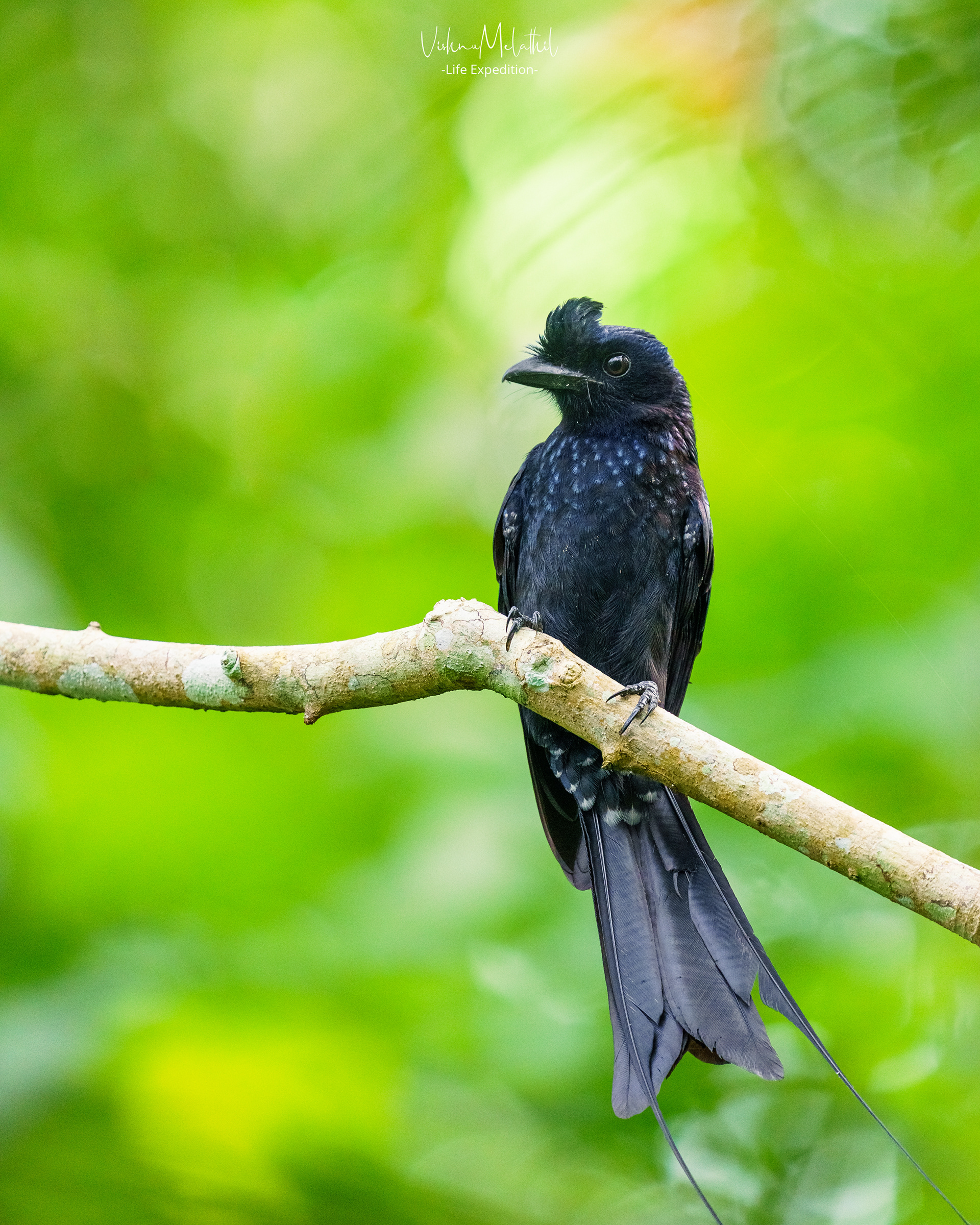 Racket-tailed Drongo from Kerala
