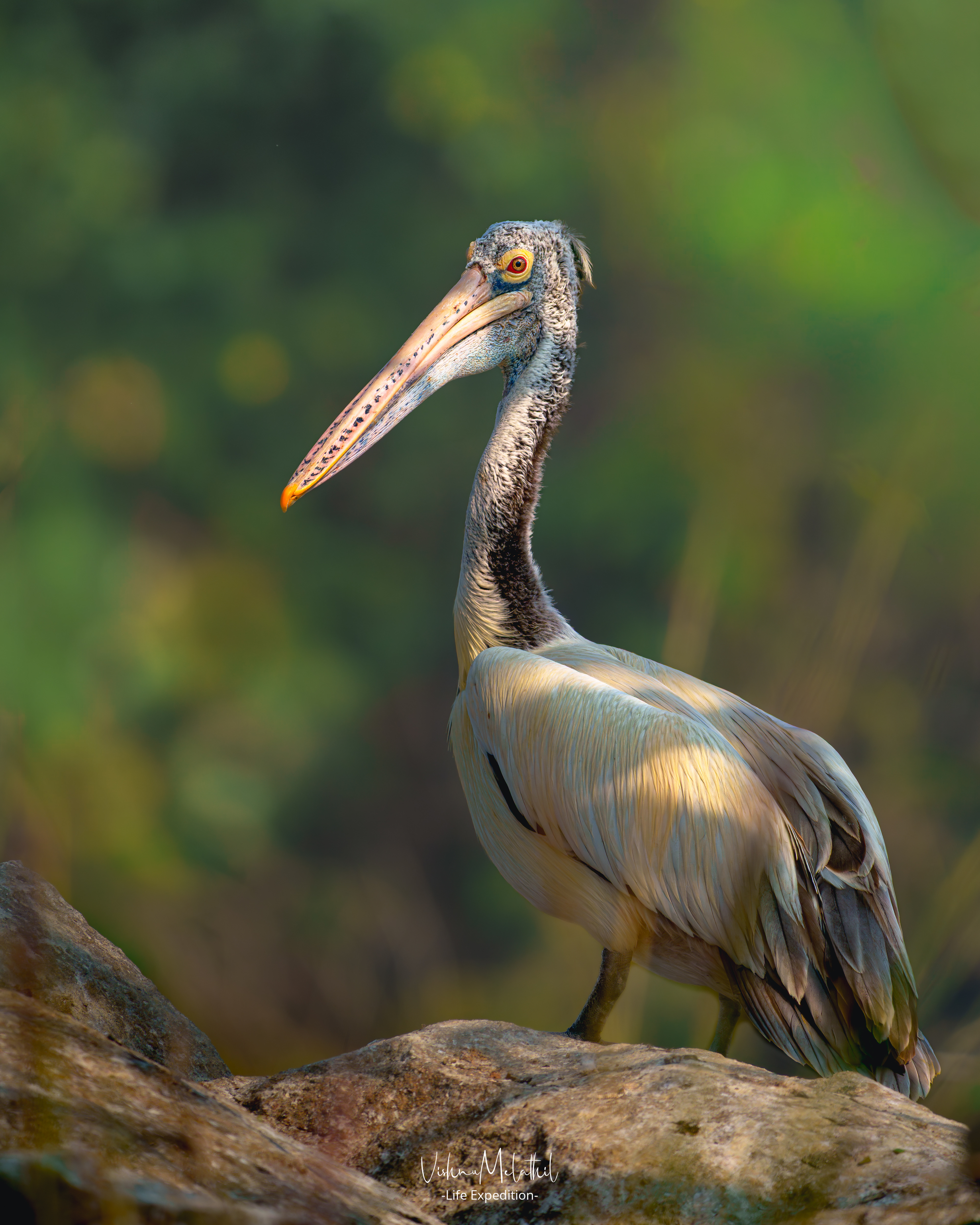 Spot-billed Pelican from Karnataka