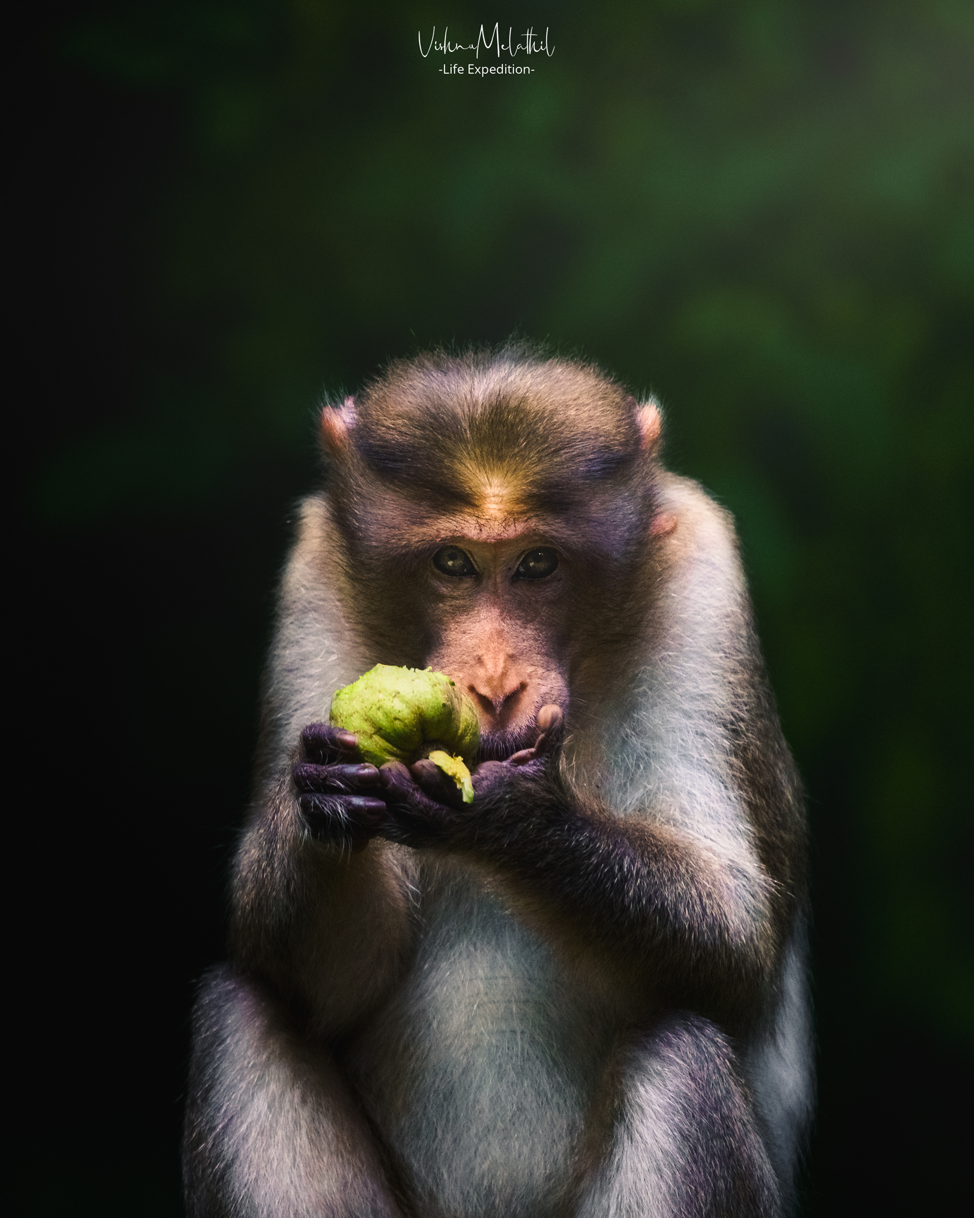 Bonnet Macaque from Karnataka