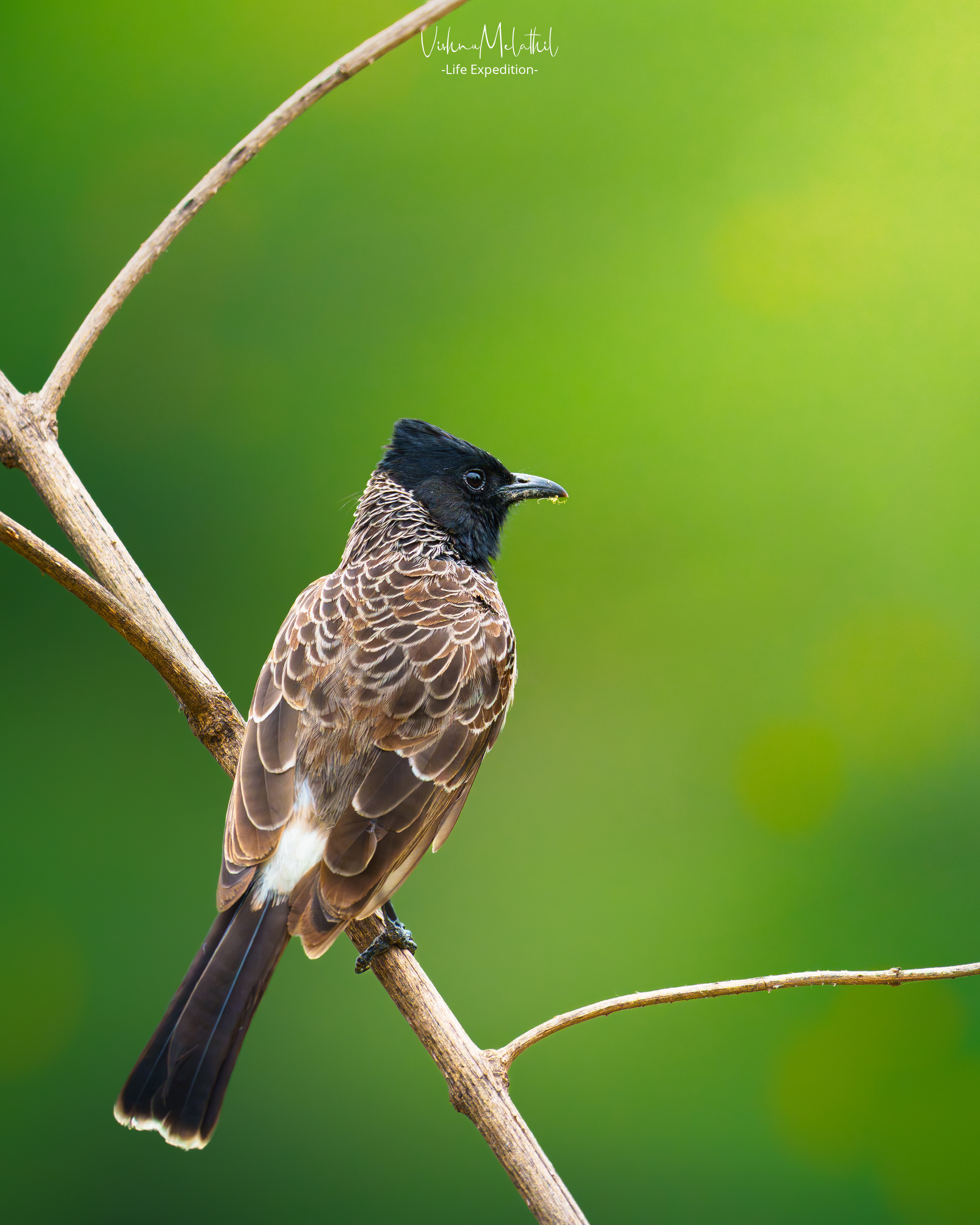 Red-vented Bulbul from Maharashtra