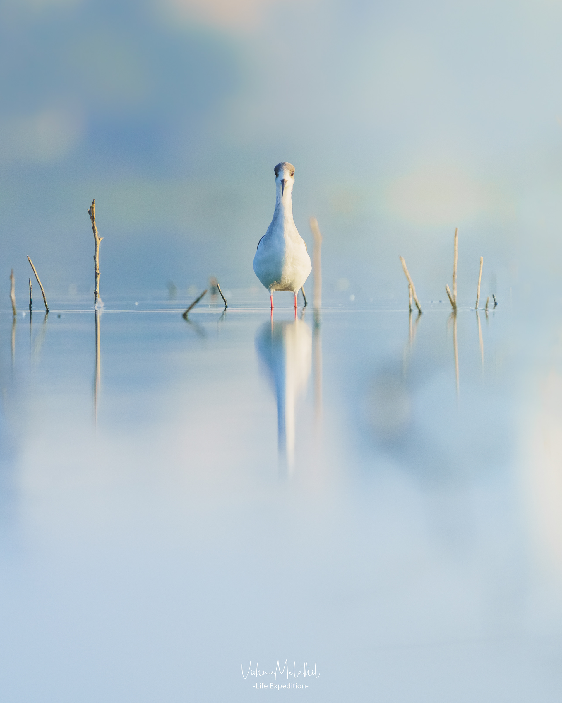 Black-winged Stilt from Hyderabad