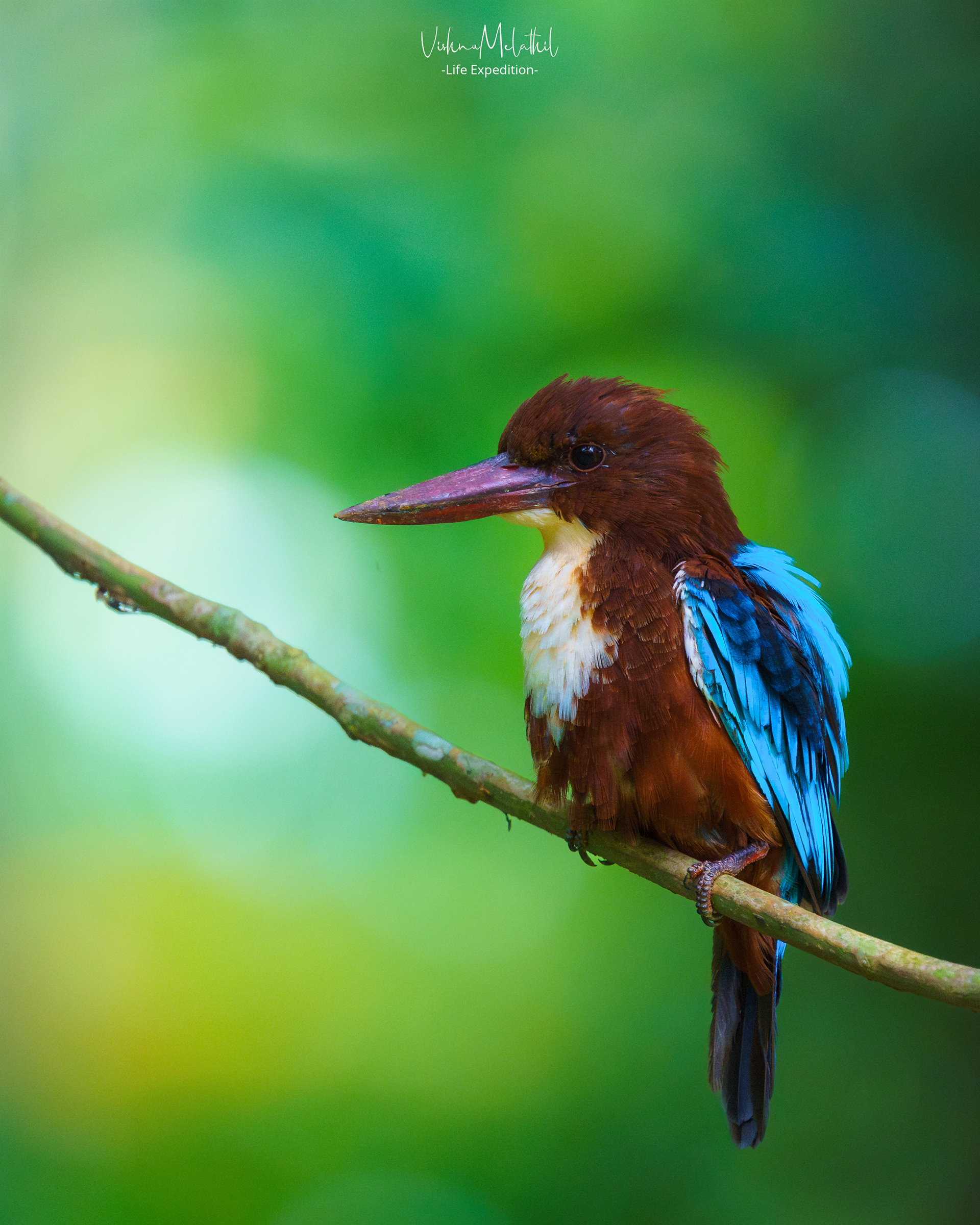 White-throated kingfisher from Kerala