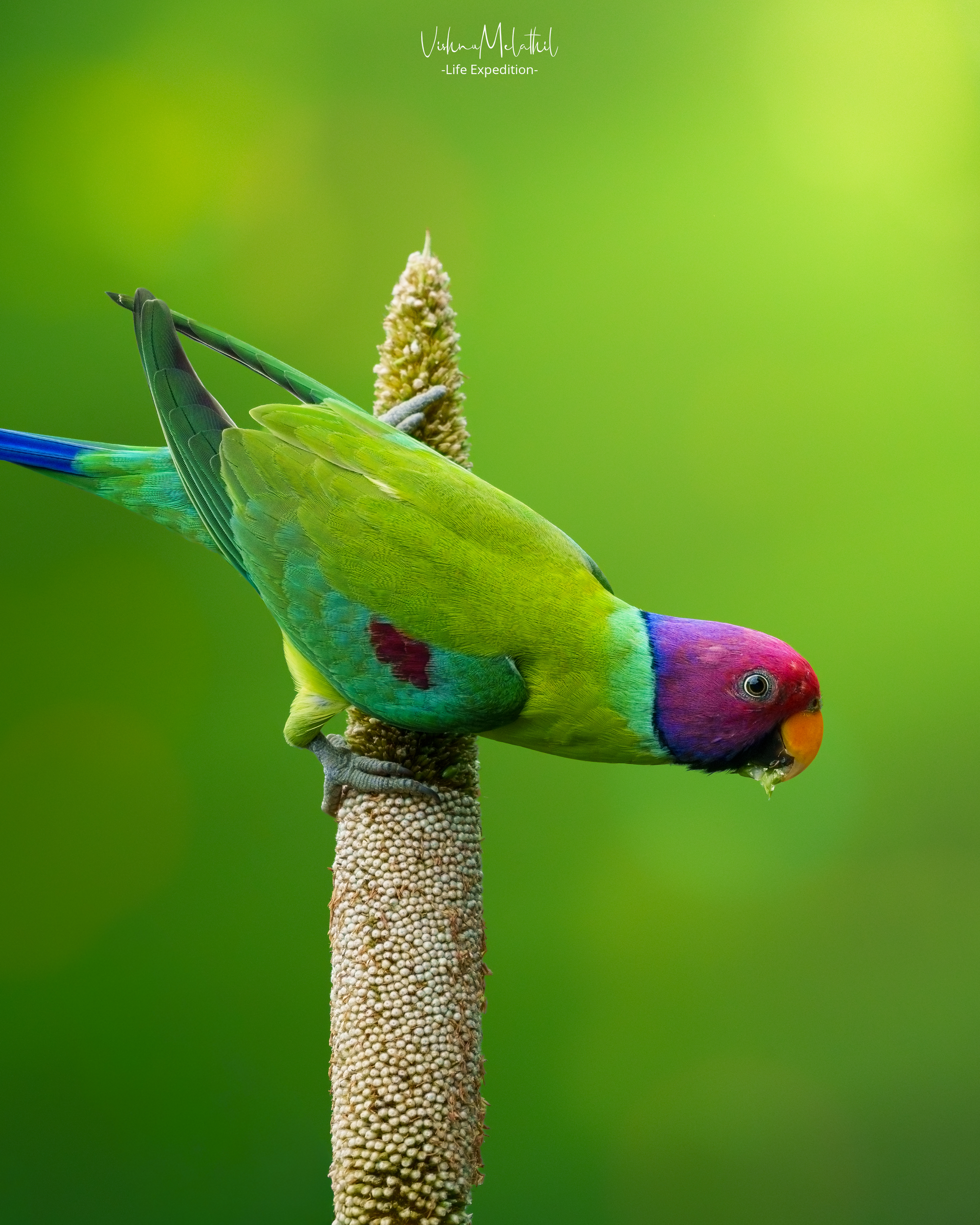 Plum-headed Parakeet from Maharashtra