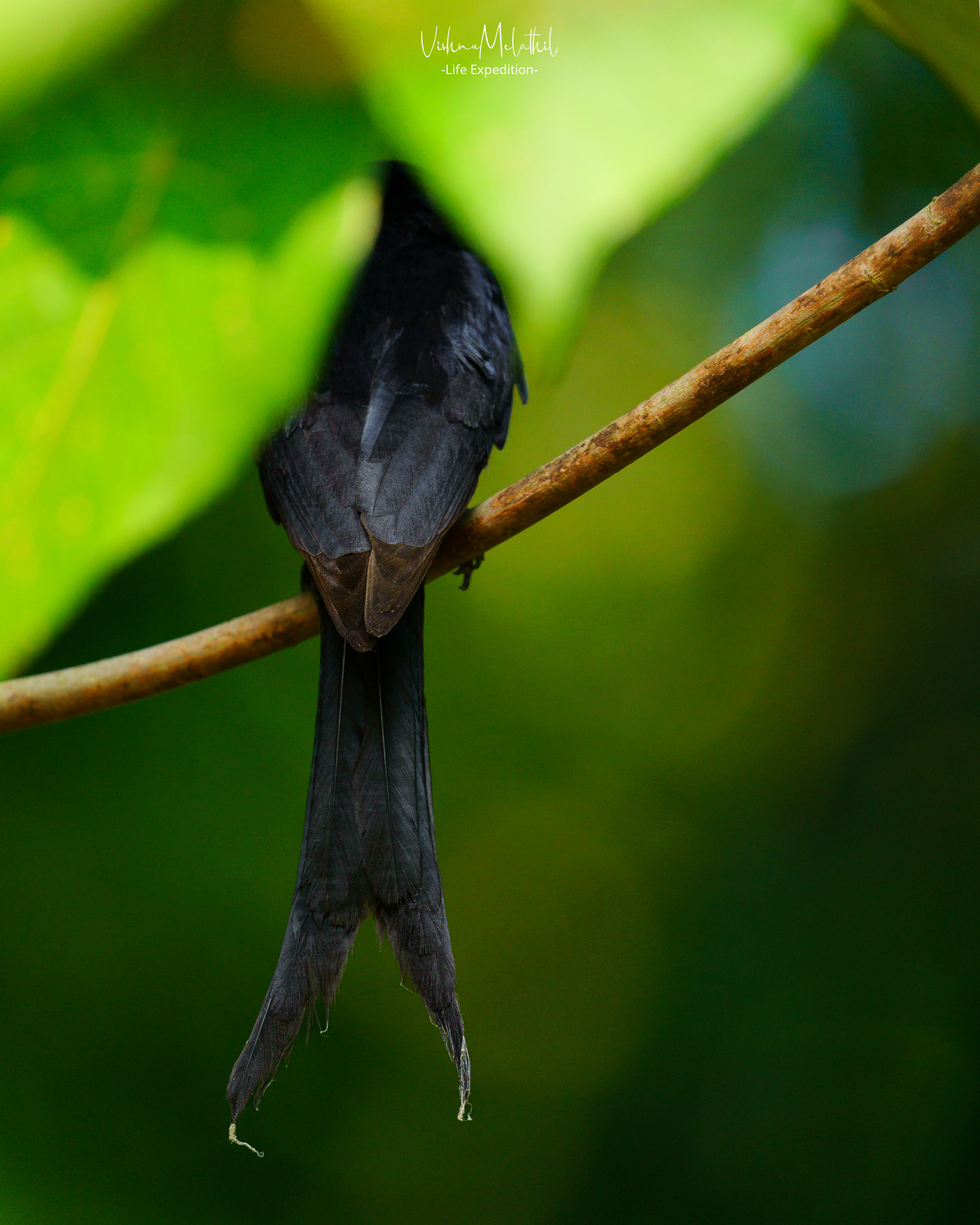 Black Drongo from Kerala