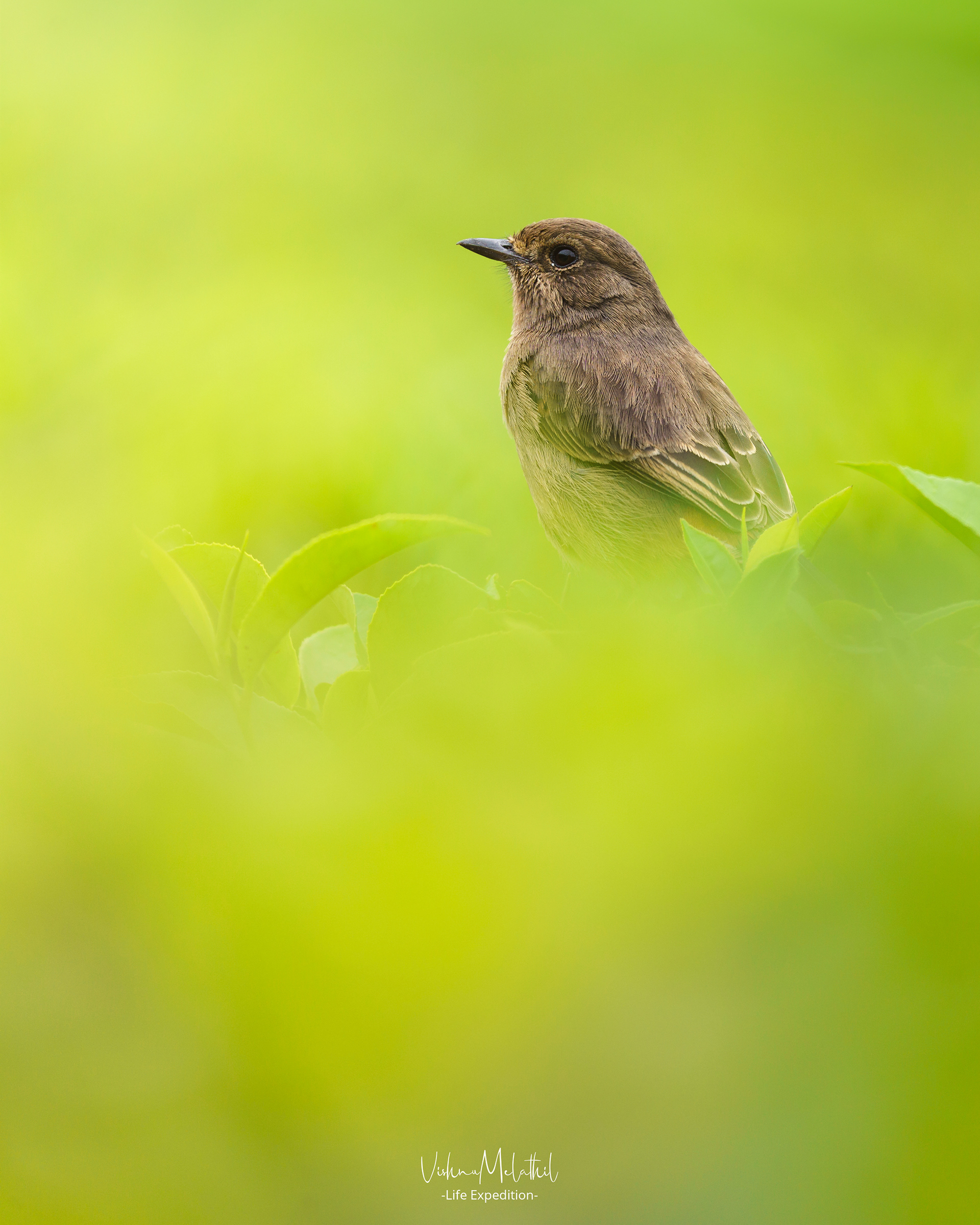 Pied Bushchat from Kerala