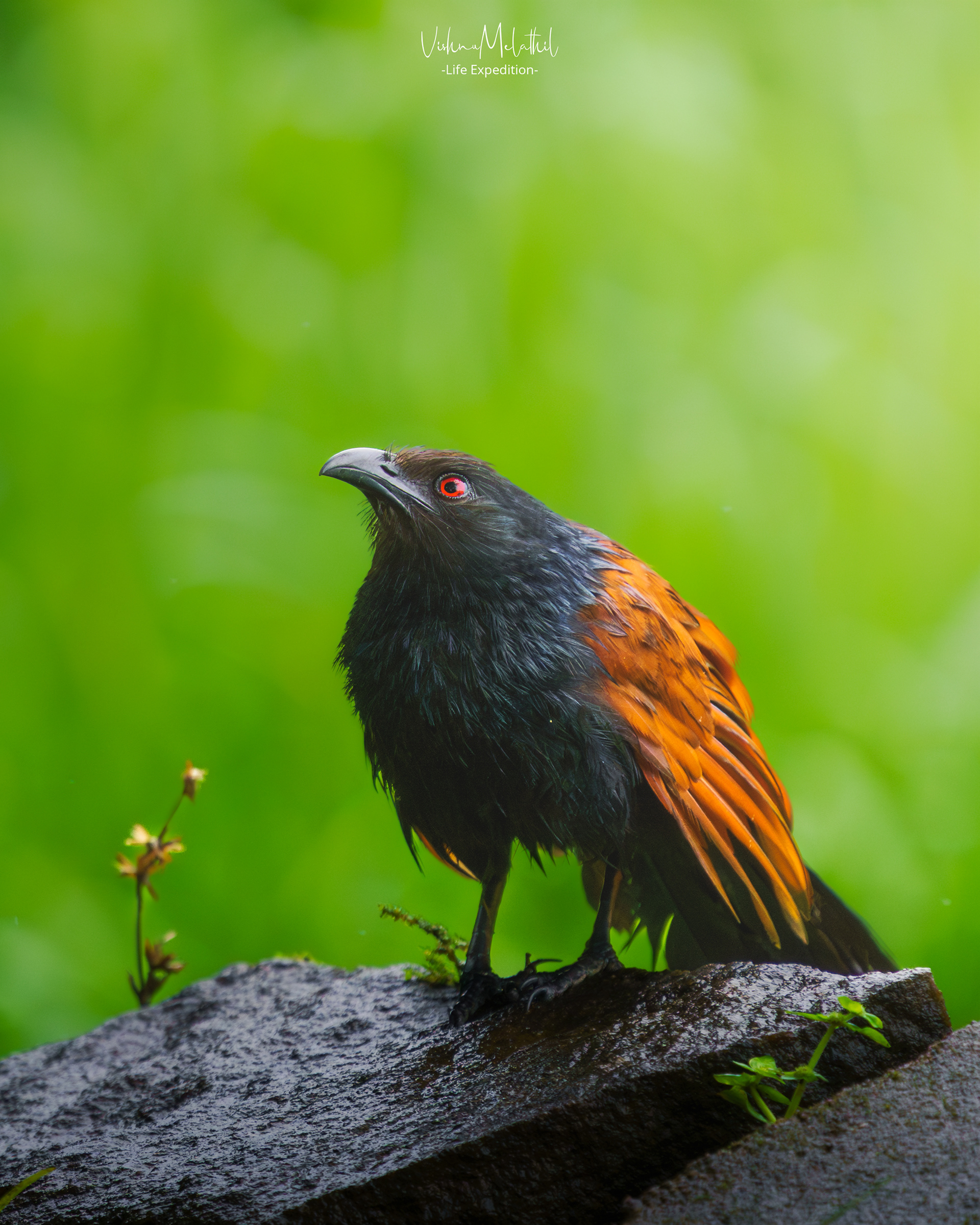Greater Coucal from Kerala