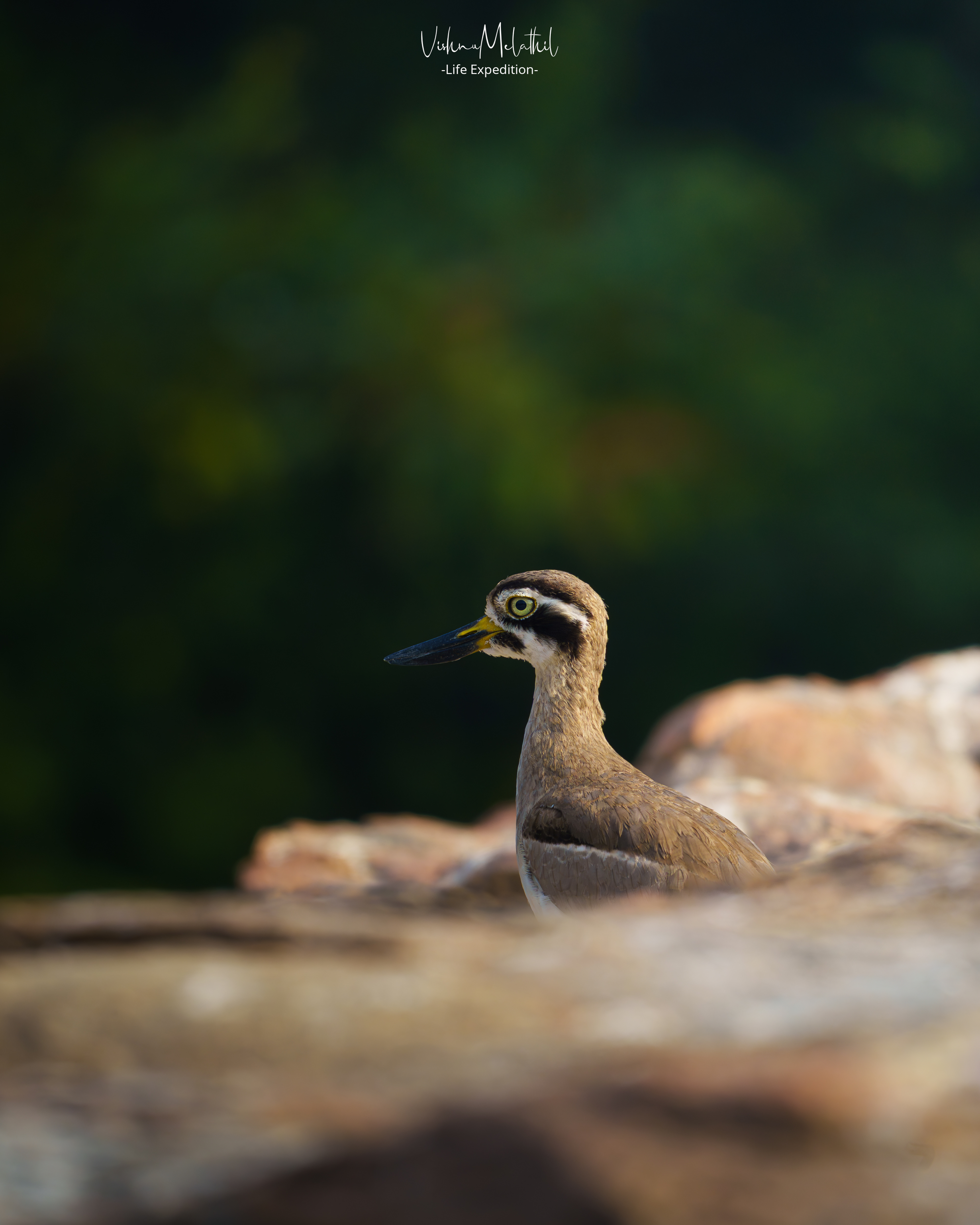 Indian Thick-knee from Karnataka