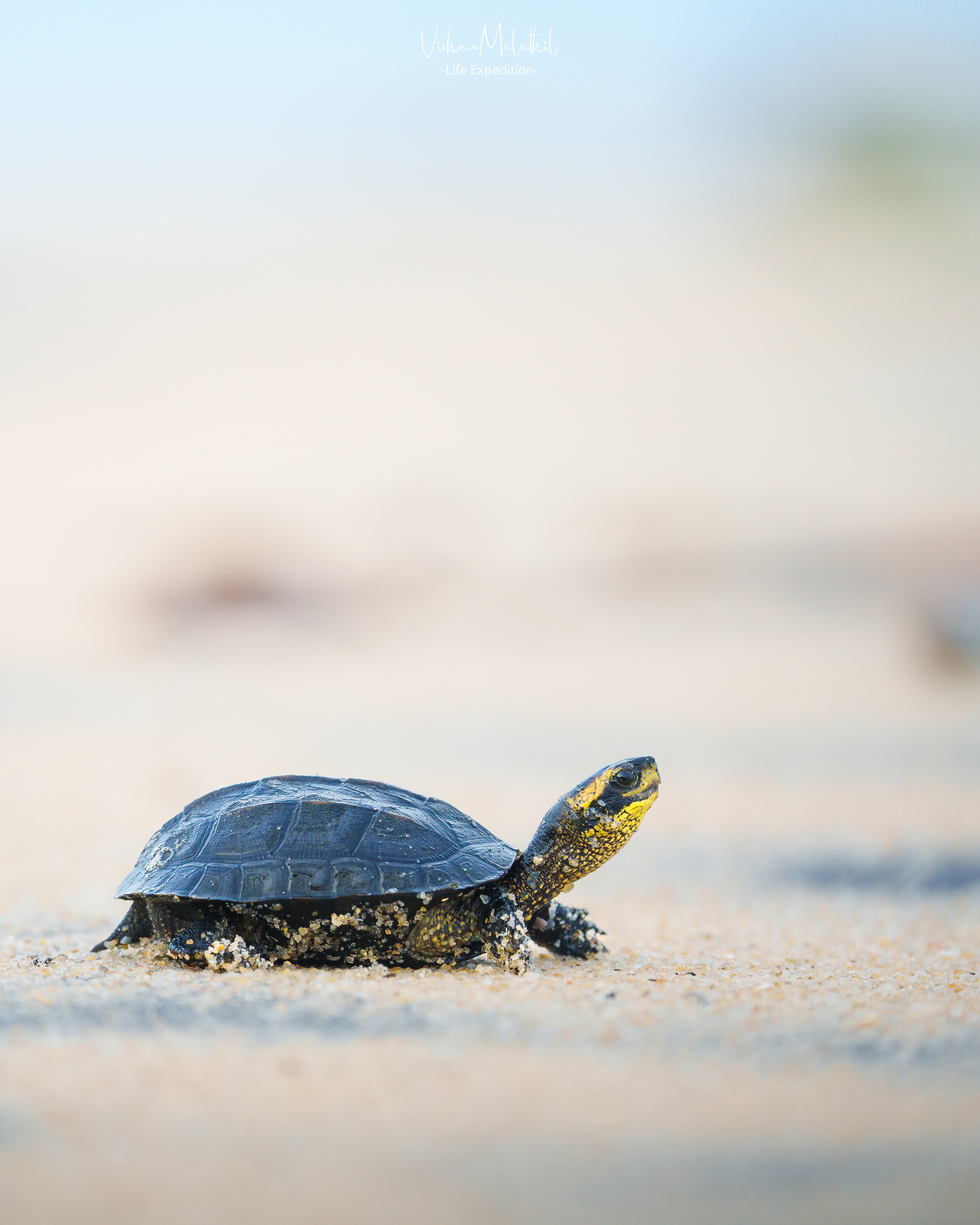 Indian Black Turtle from Kerala