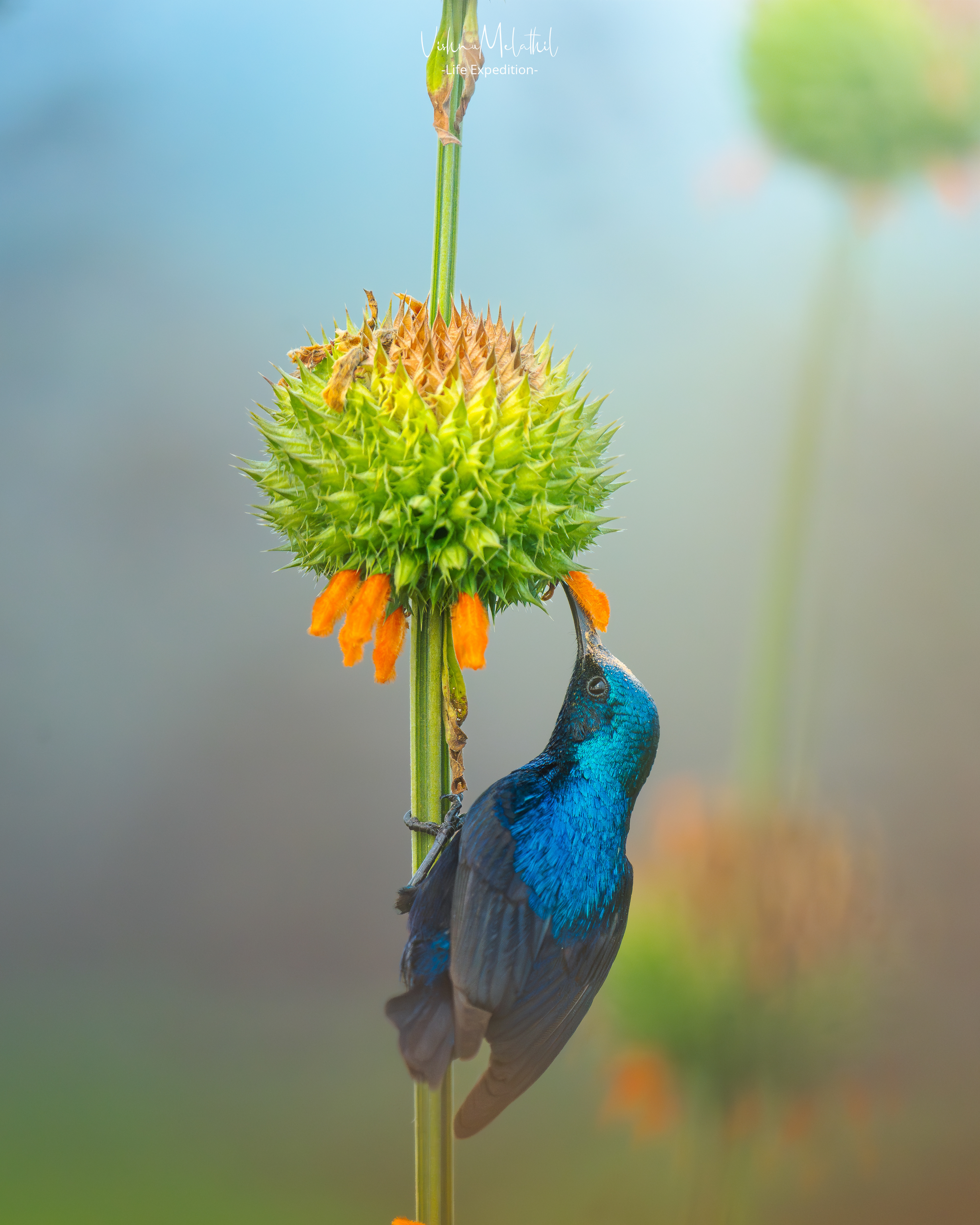 Purple Sunbird from Maharashtra