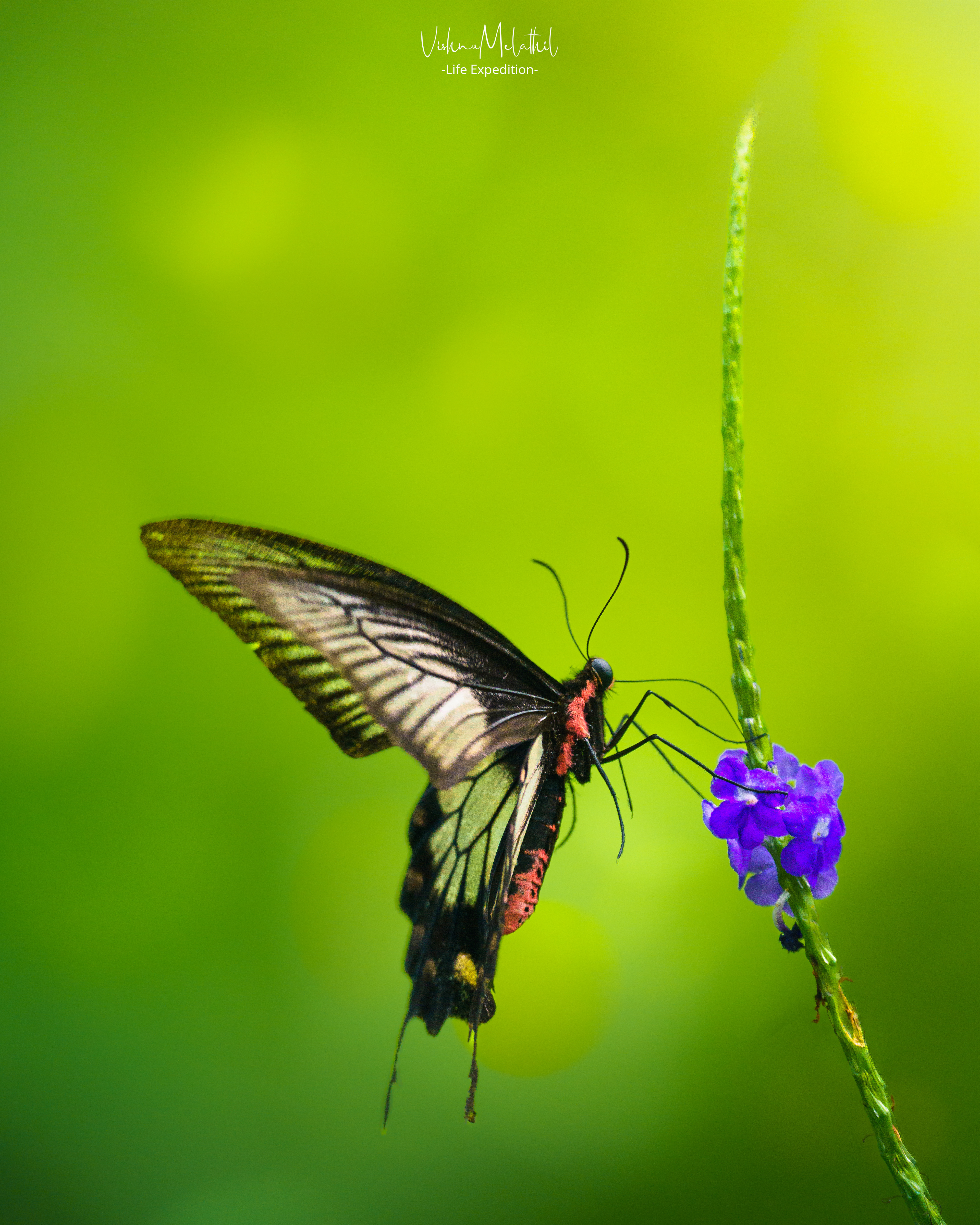 Butterfly from Kerala