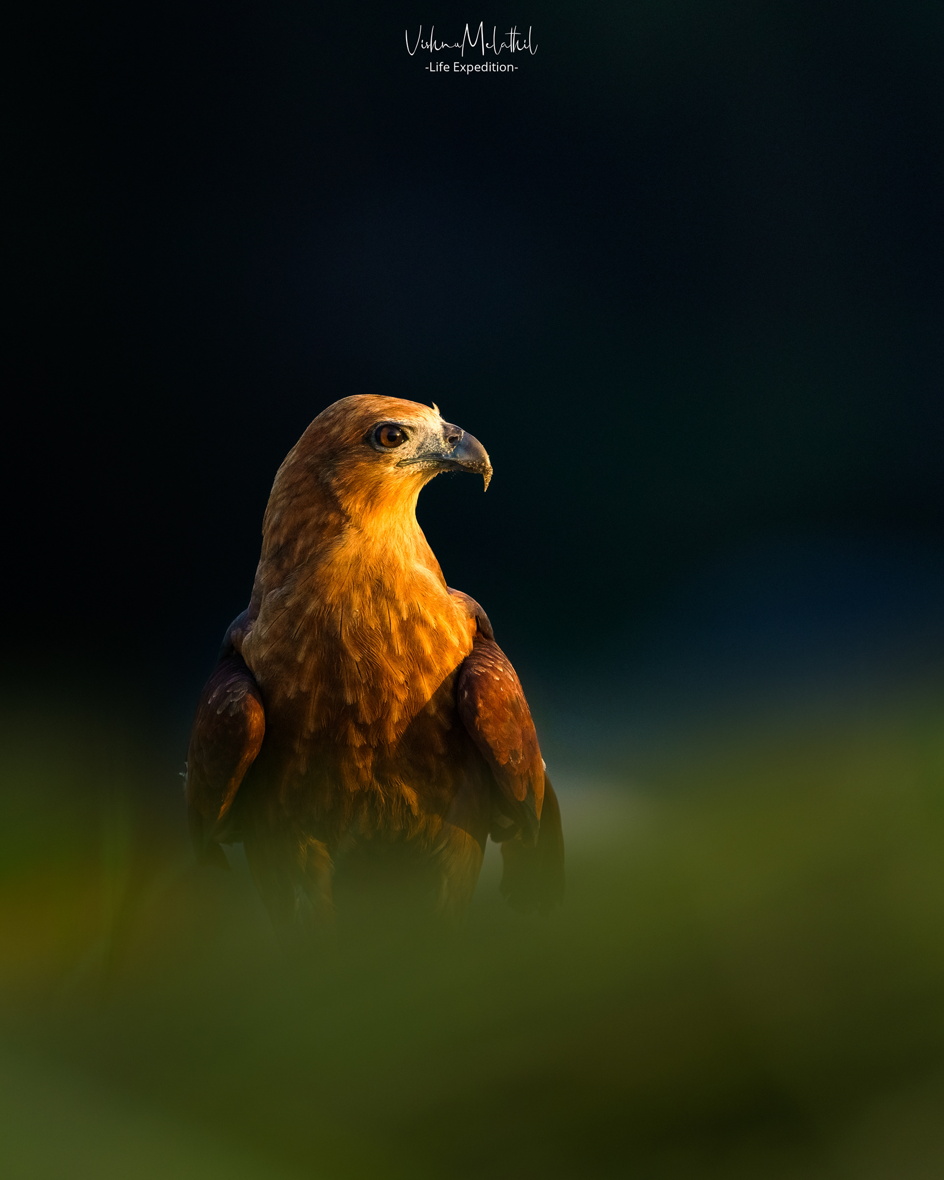 Brahminy Kite from Kerala