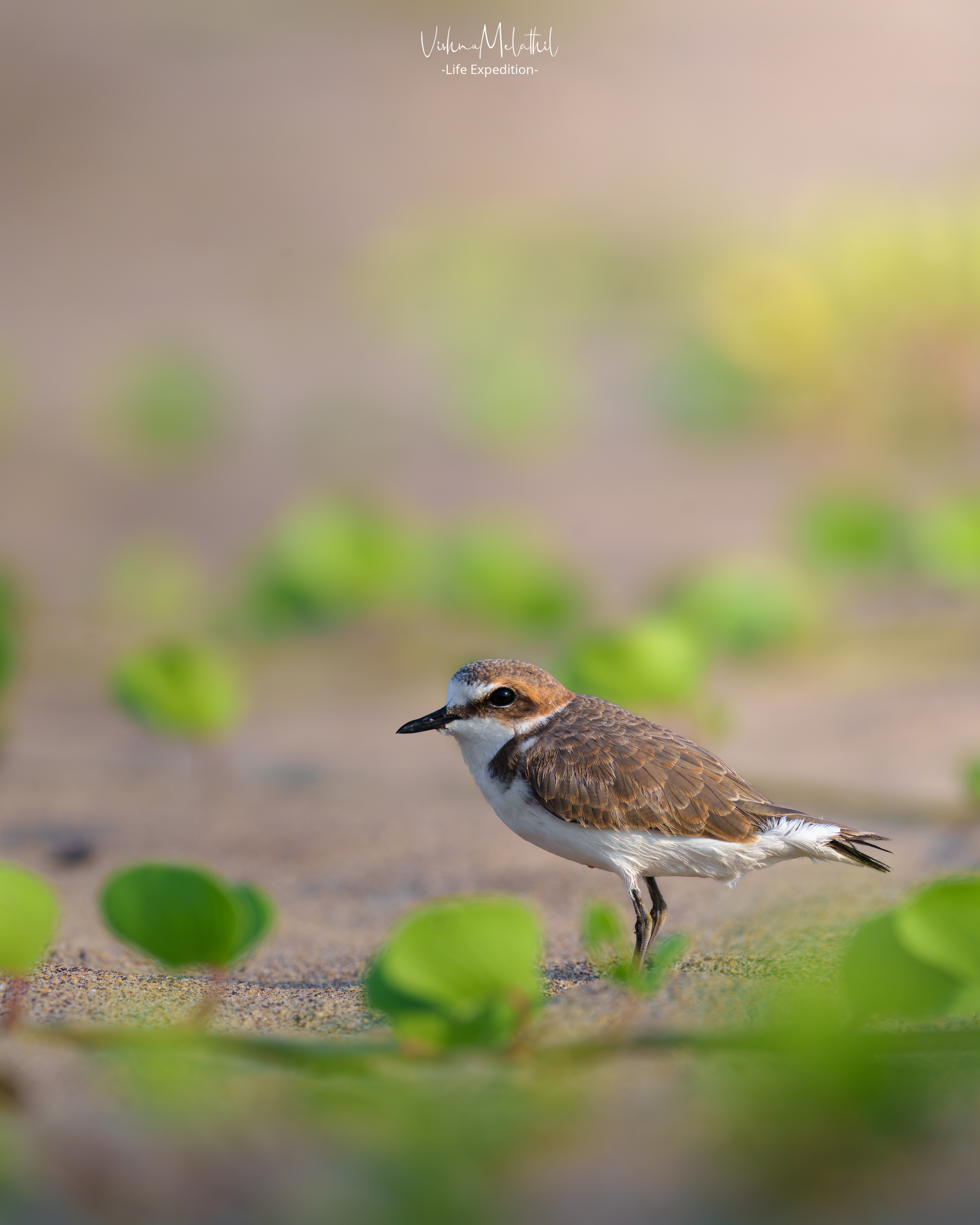Kentish Plover from Goa