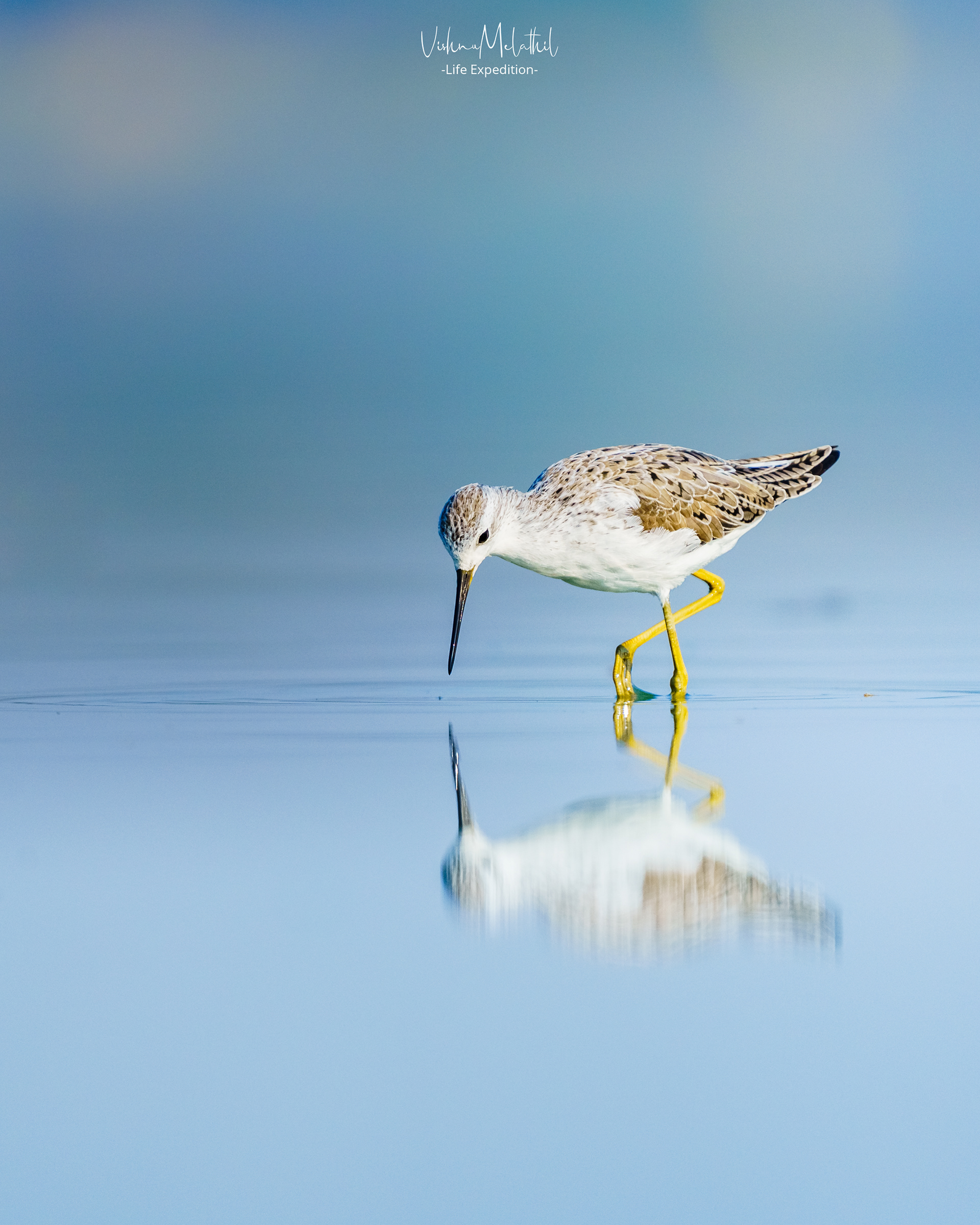 Marsh Sandpiper from Hyderabad