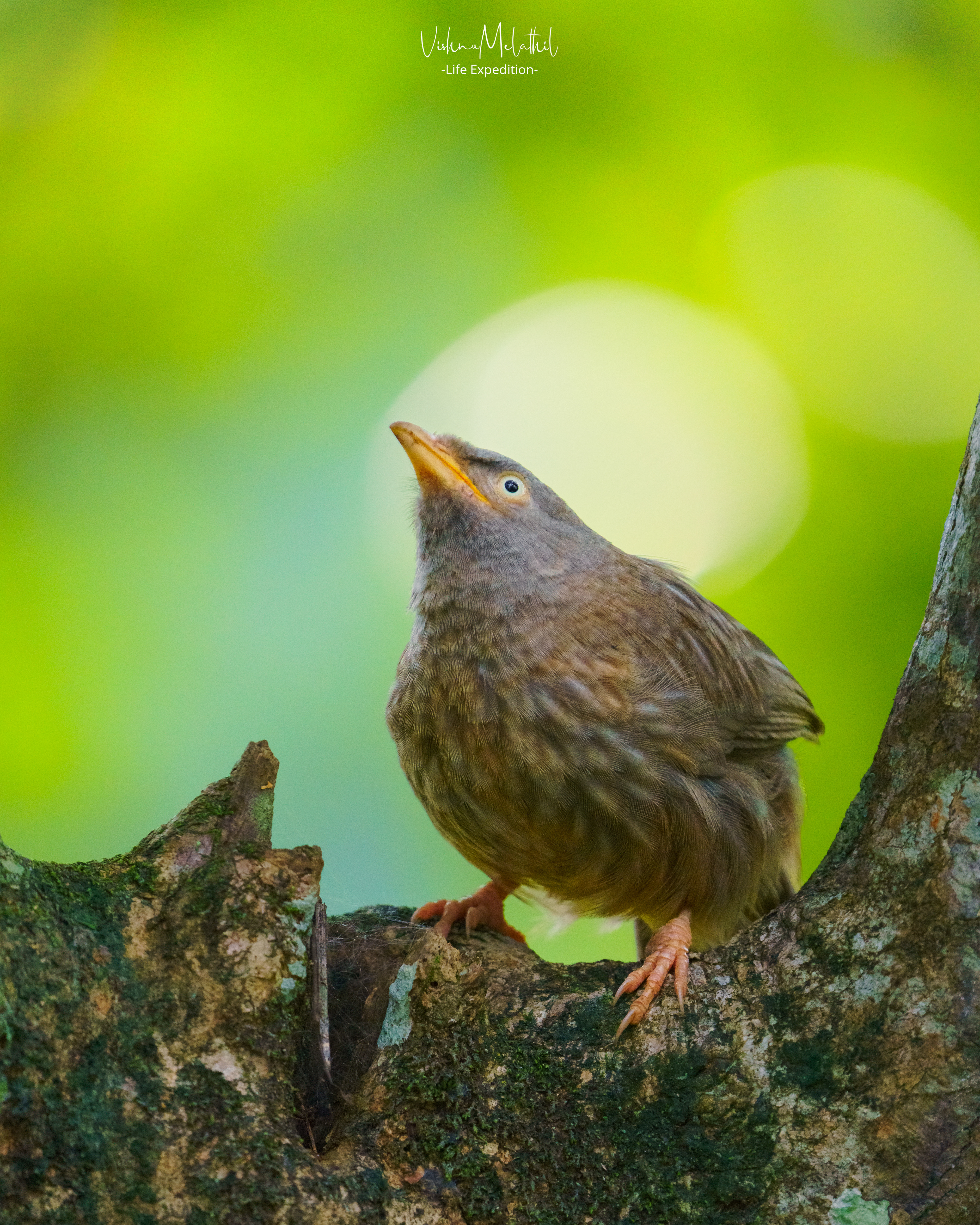 Jungle Babbler from Kerala