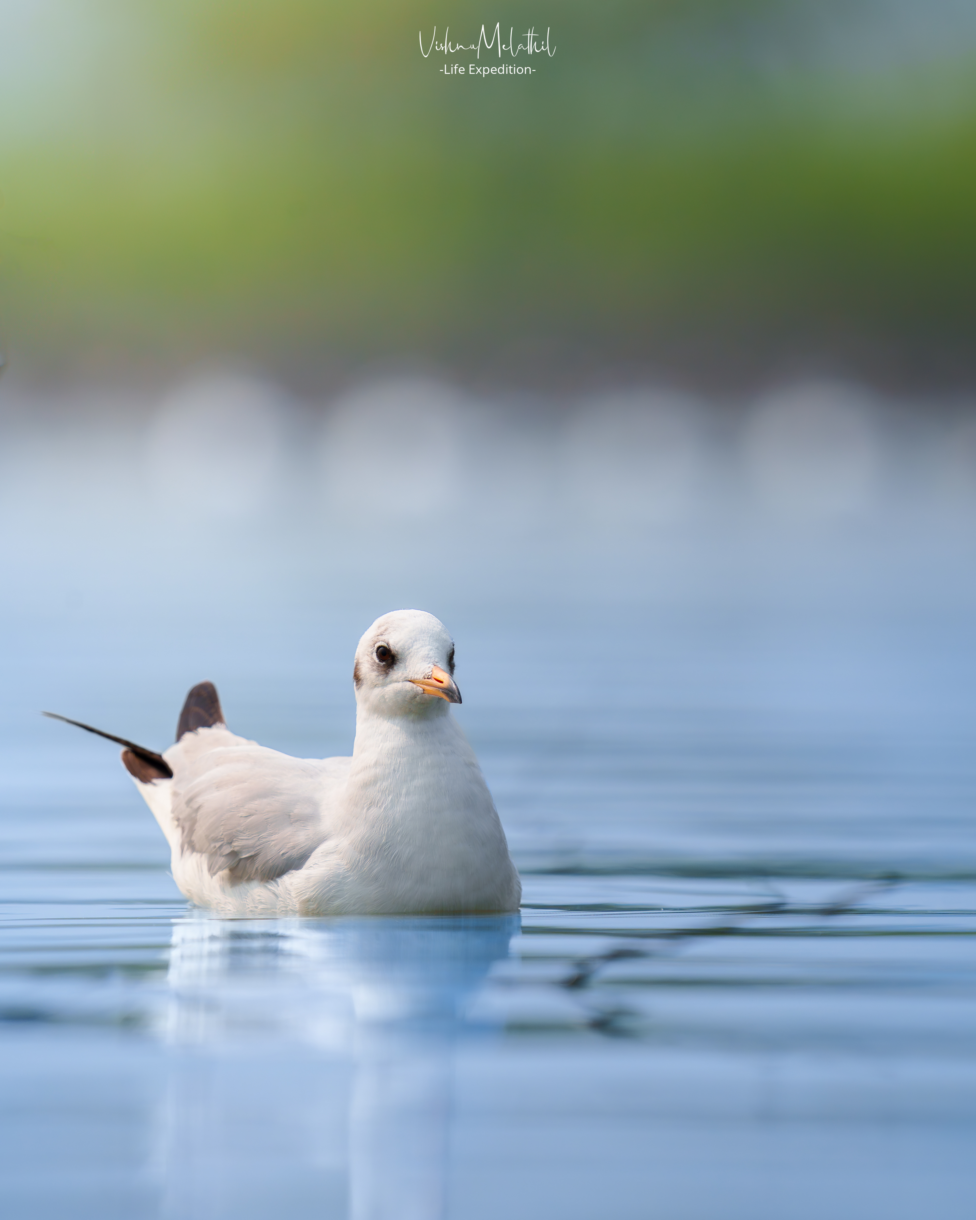 Brown-headed Gull from Maharashtra