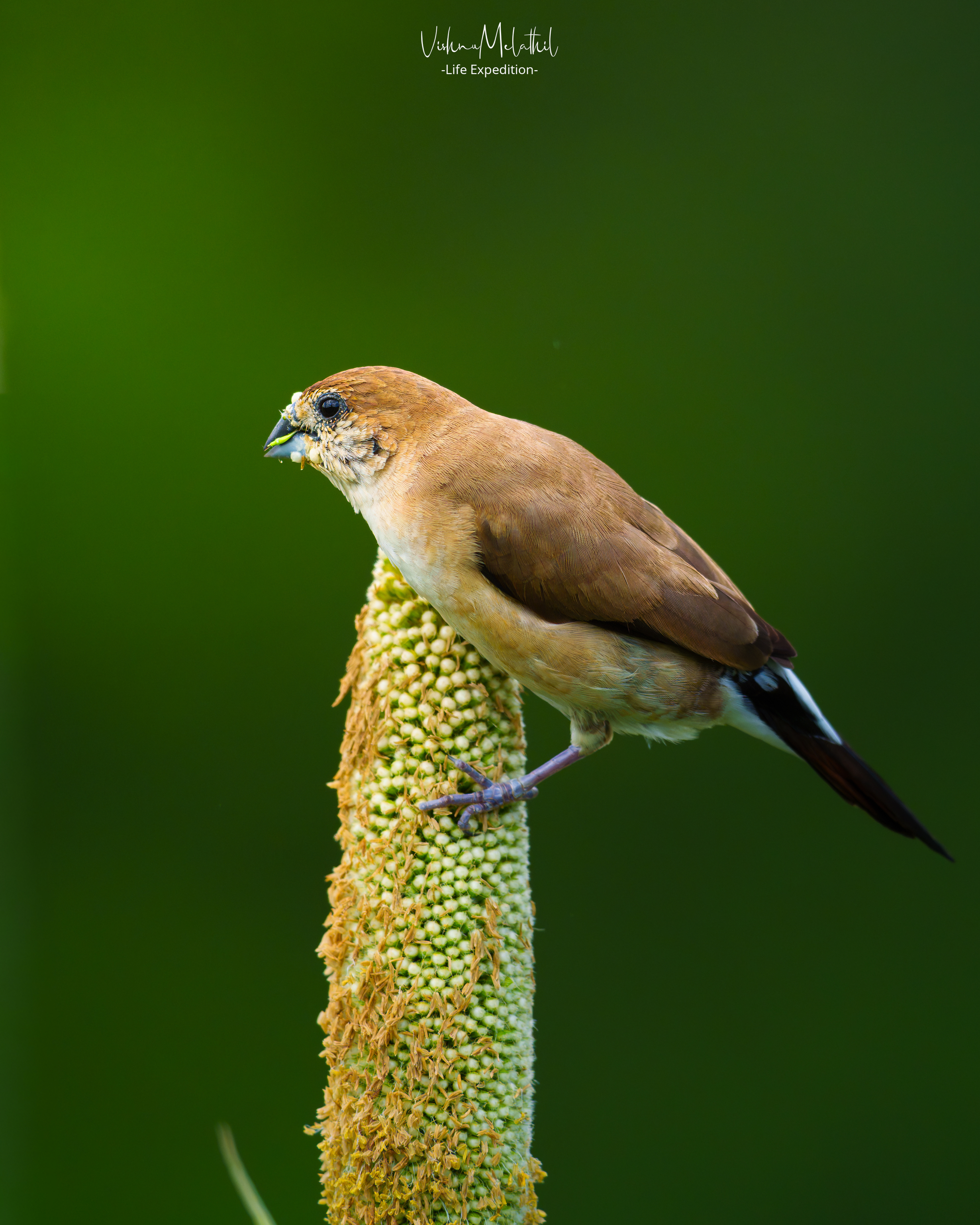 Indian Silverbill from Maharashtra