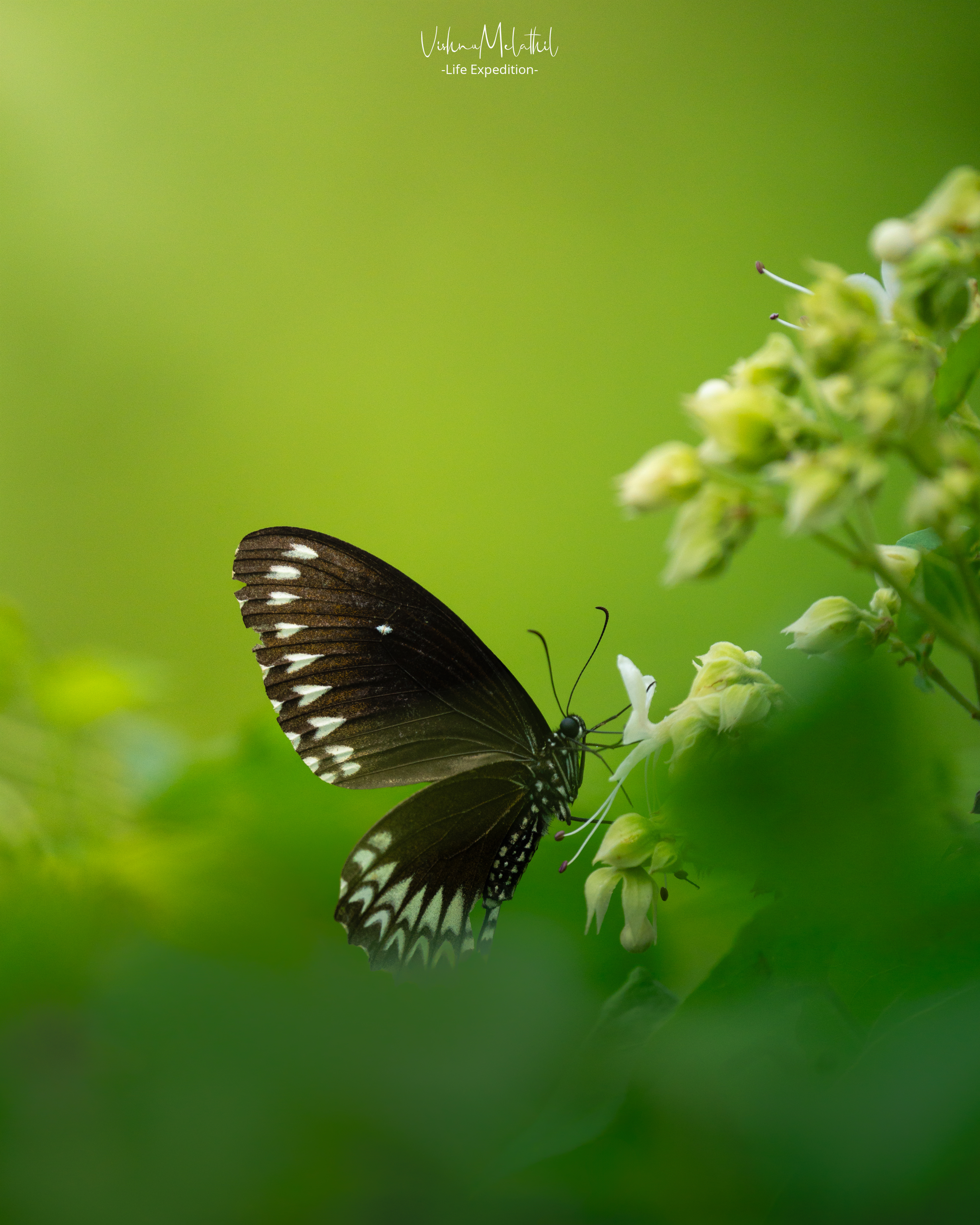 Malabar Raven Butterfly