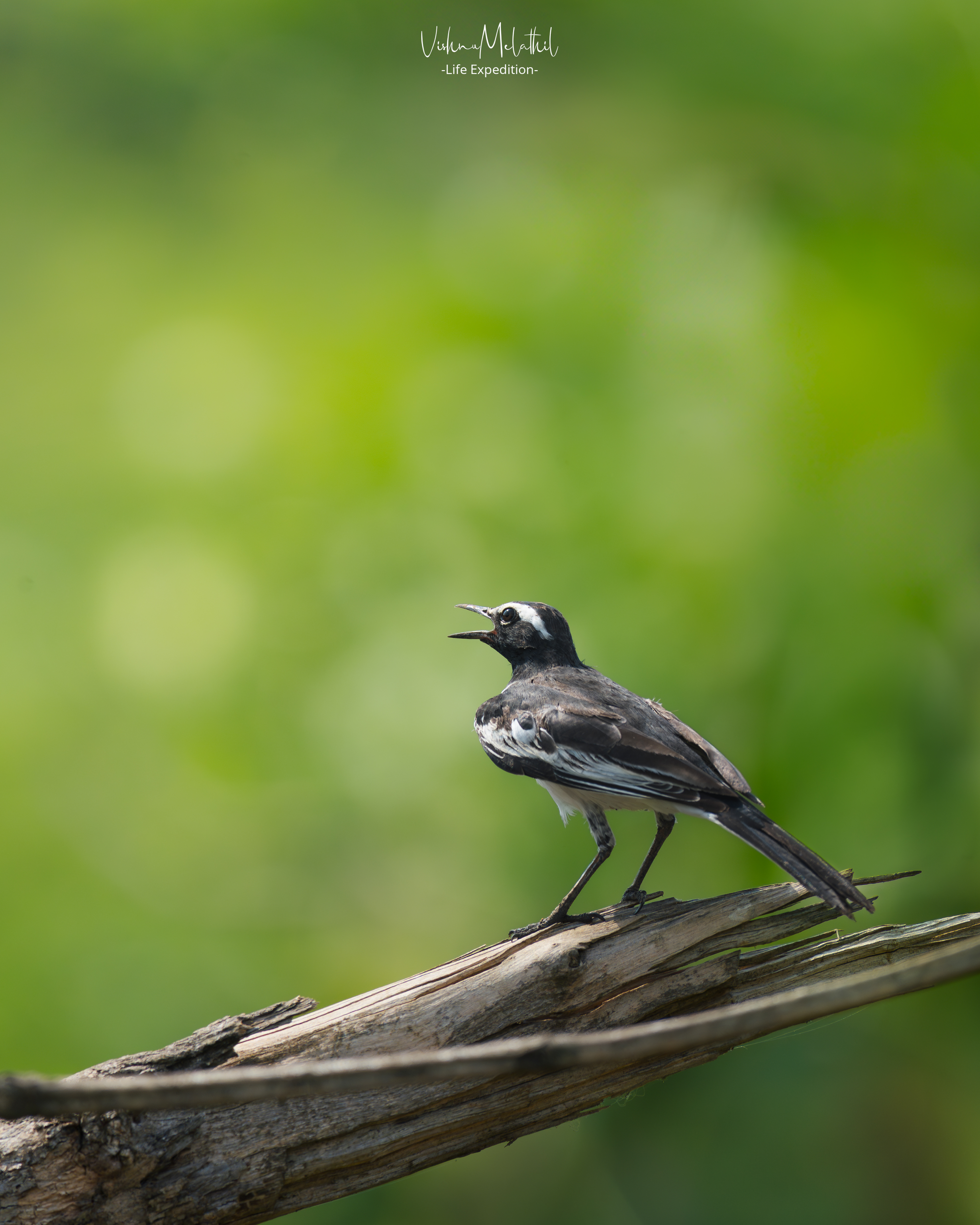 White-browed Wagtail from Kerala