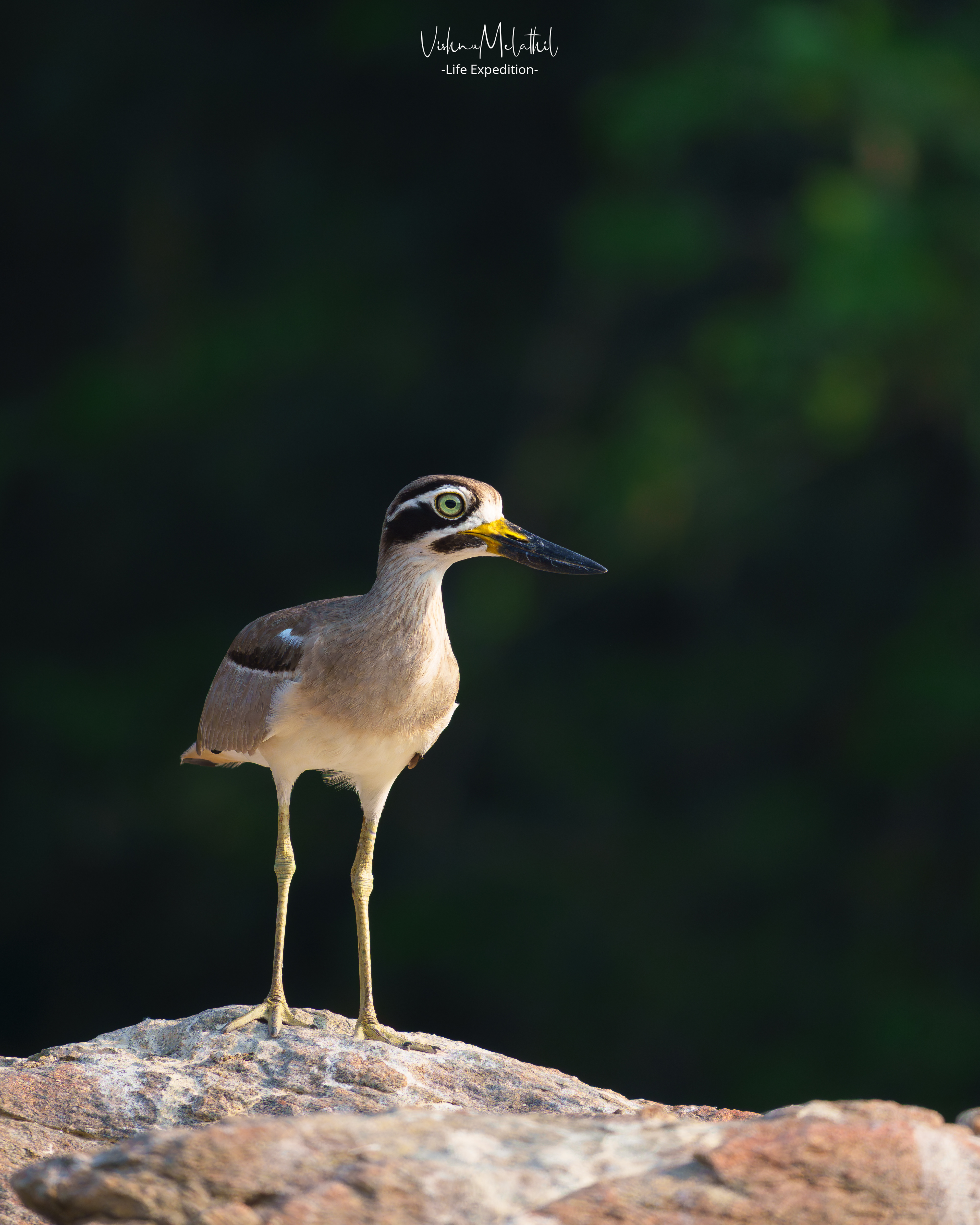 Indian Thick-knee from Karnataka