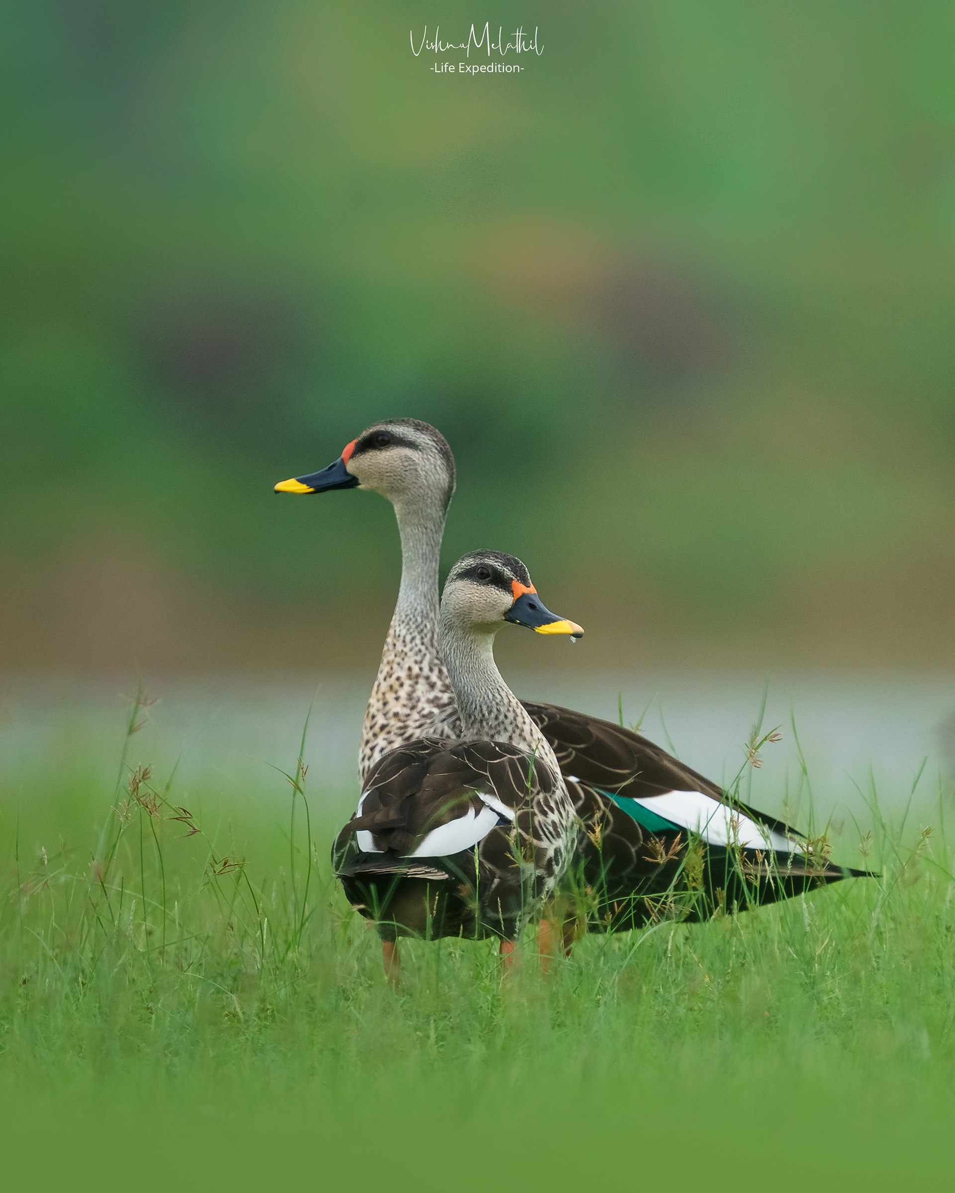 Spot-billed Duck from Tamil Nadu