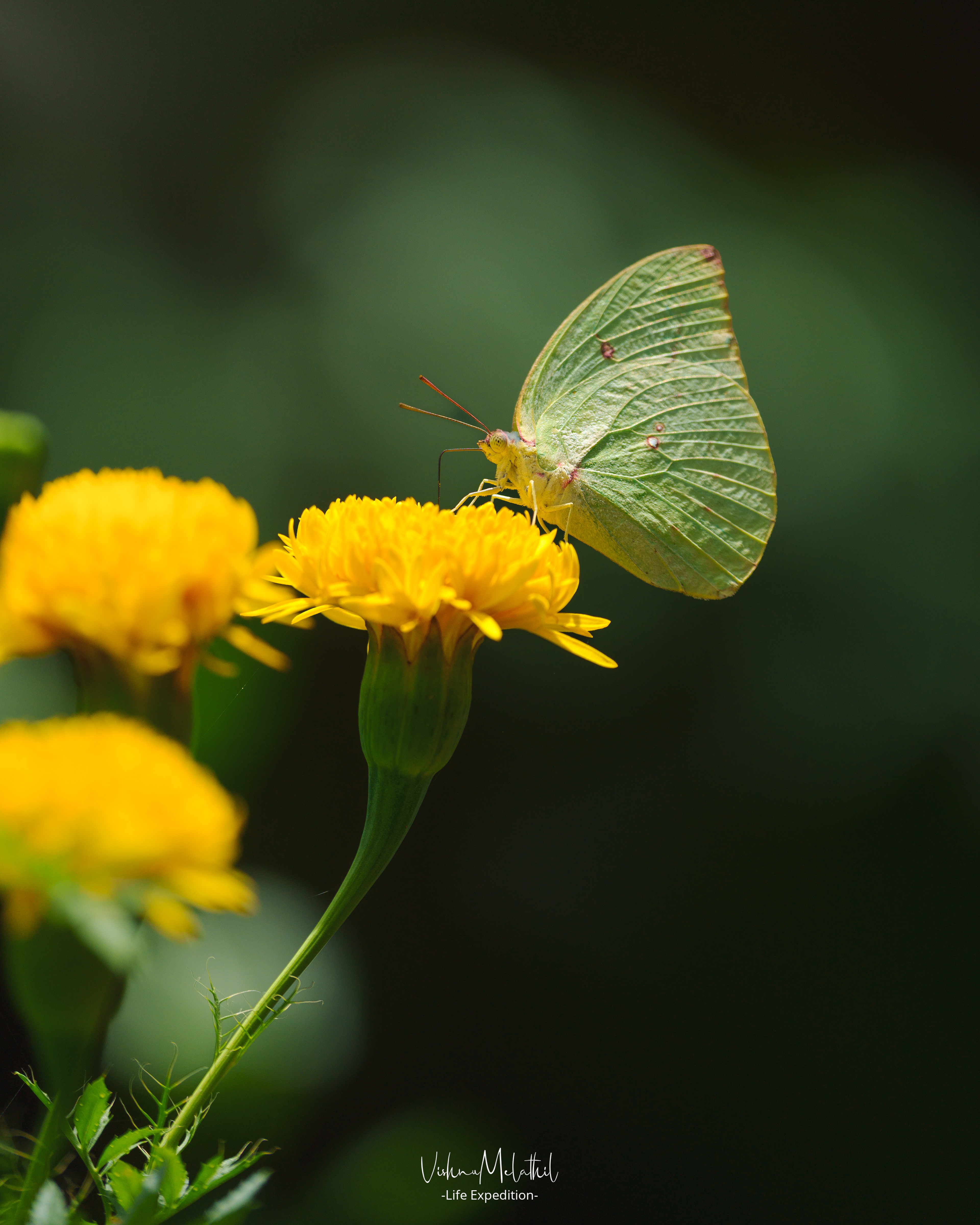Mottled Emigrant butterfly from Kerala