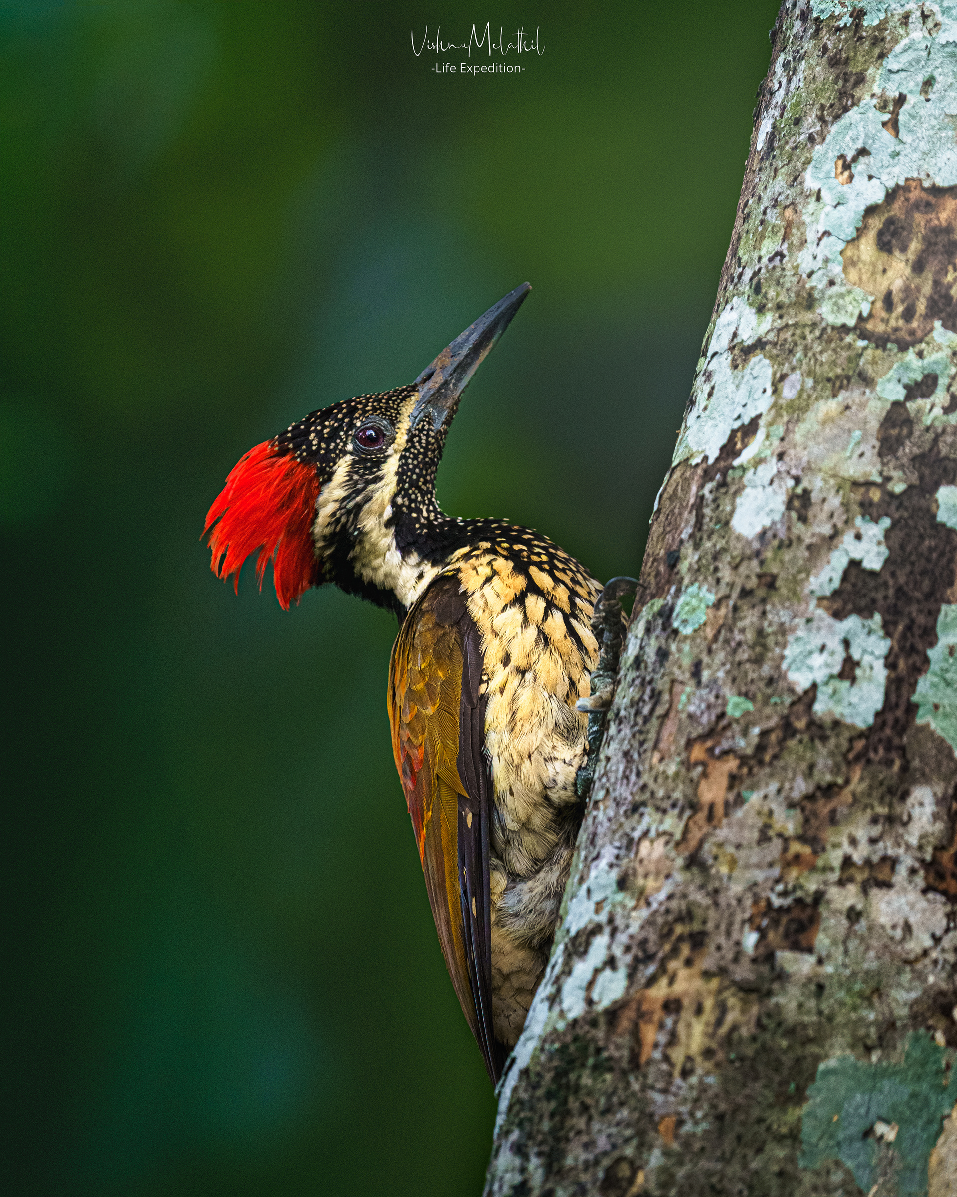 Common Flameback Woodpecker from Kerala