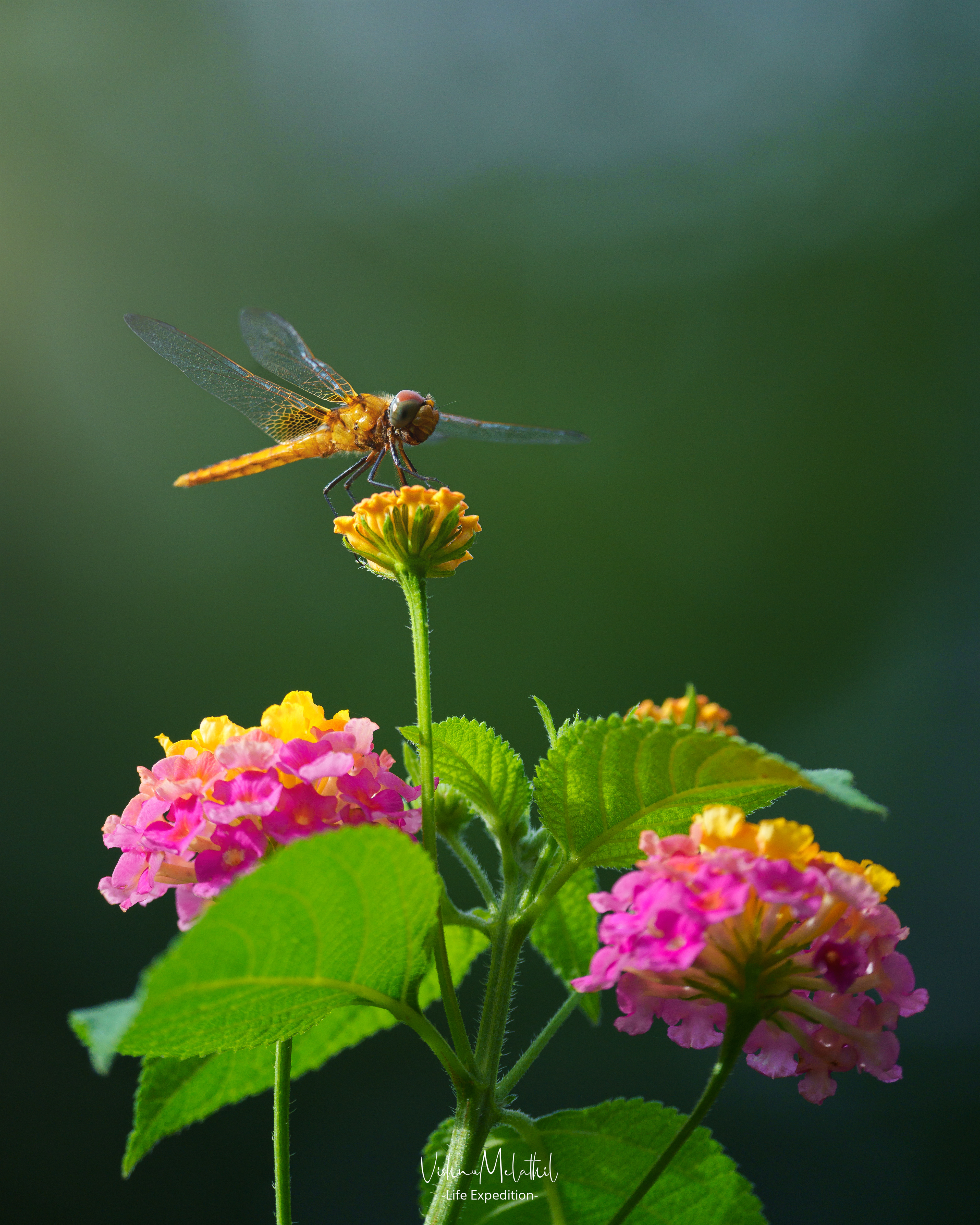 Dragon Fly from Kerala