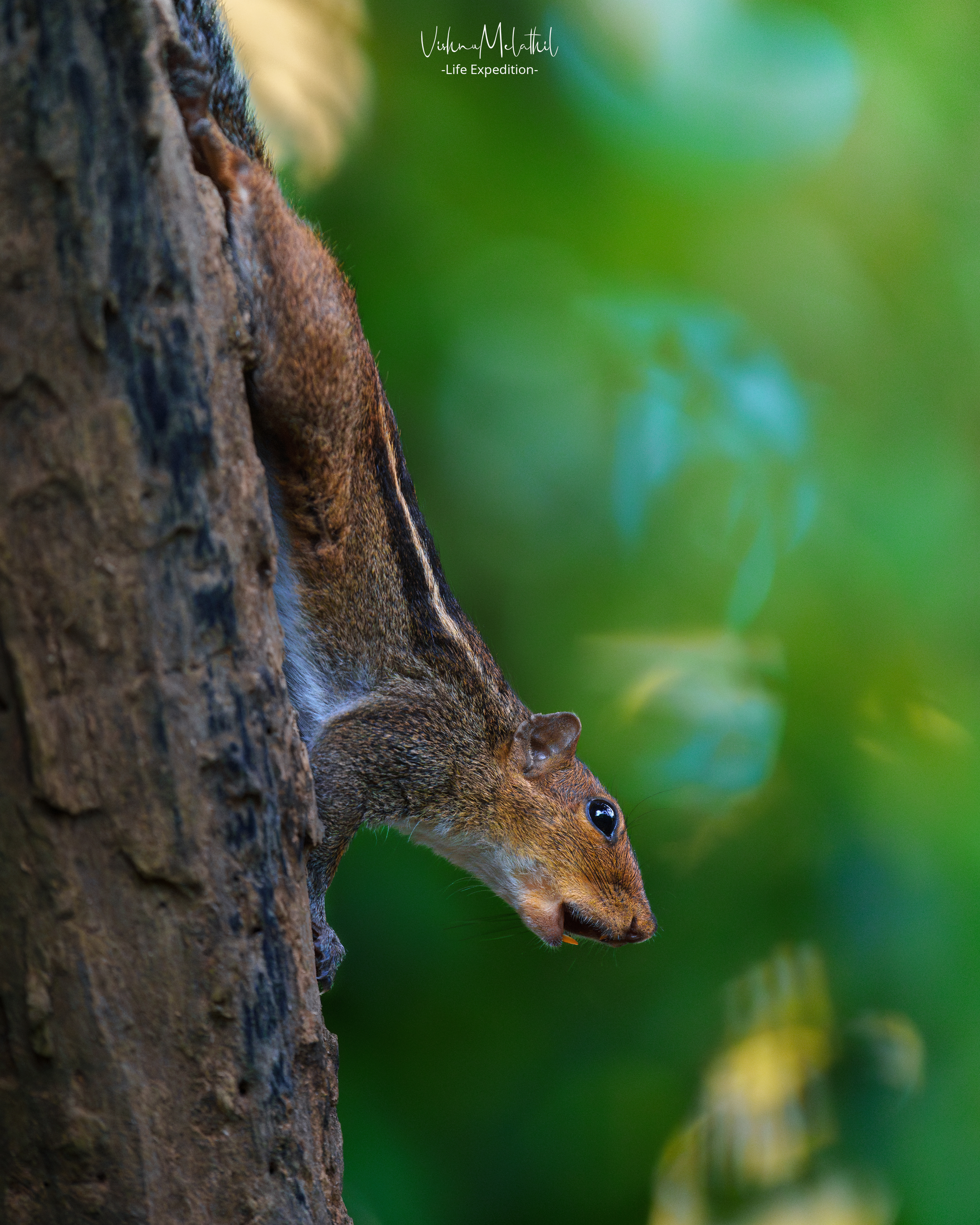 Palm Squirrel from Kerala