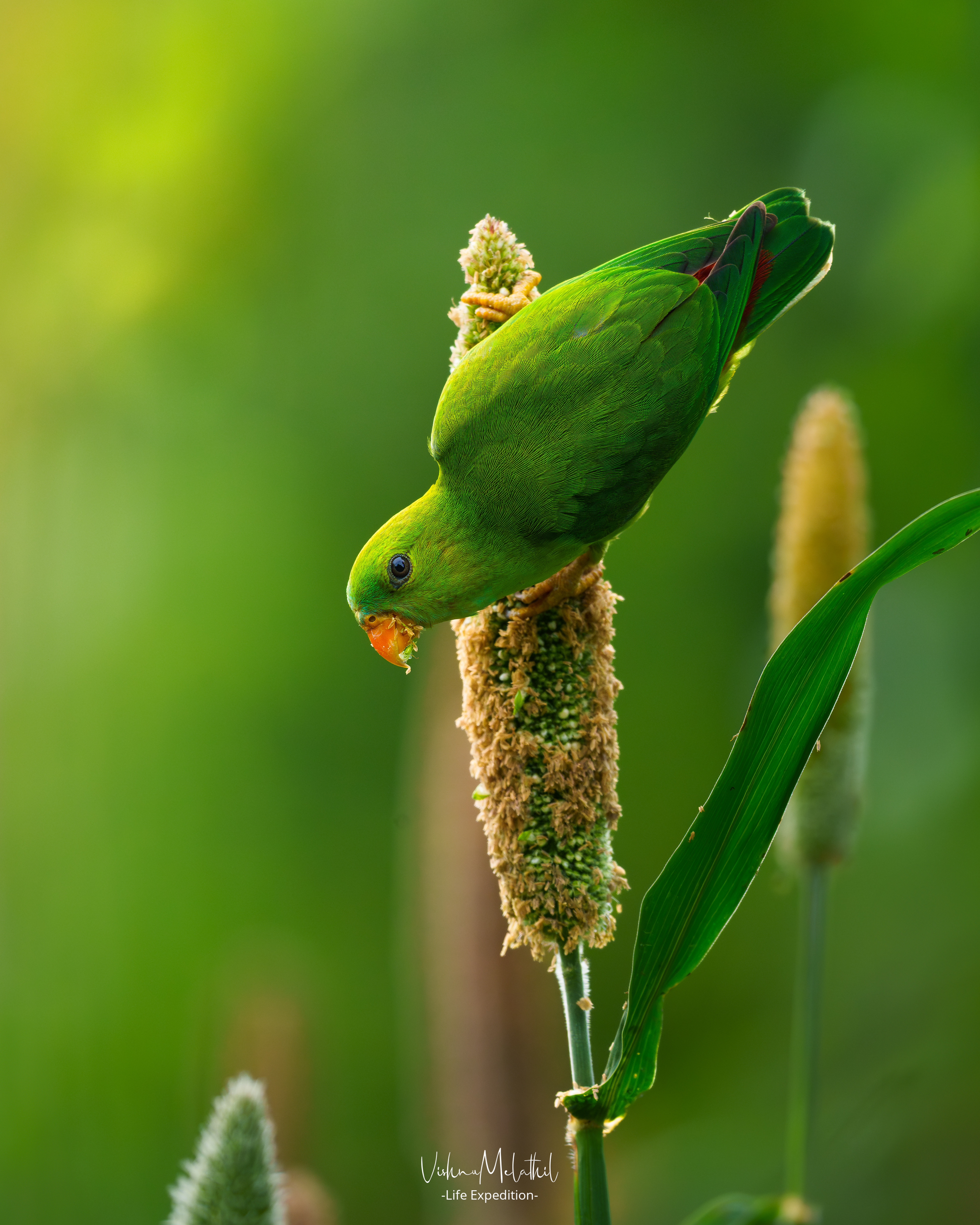 Vernal Hanging Parrot from Maharashtra